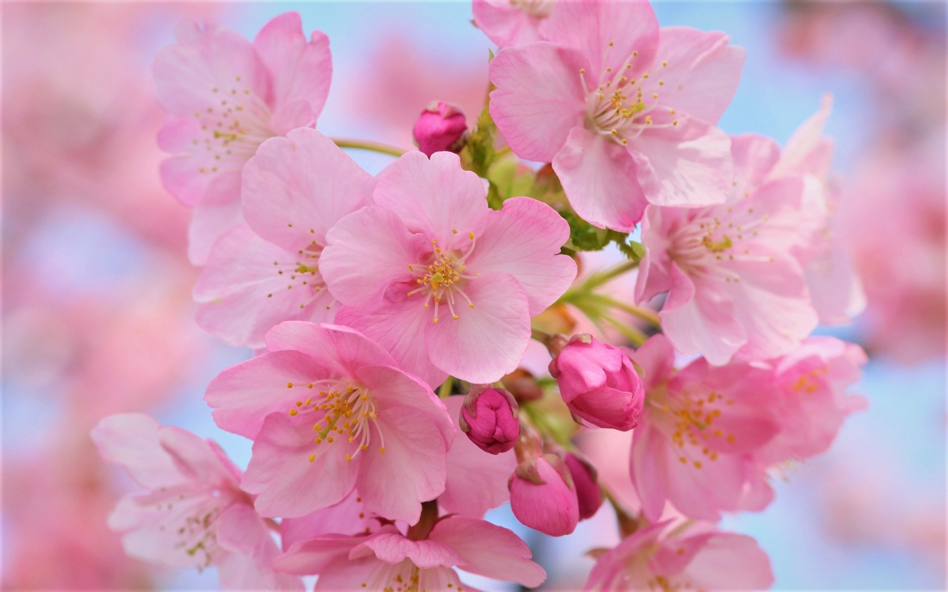 Download mobile wallpaper Flowers, Flower, Close Up, Earth, Cherry Blossom, Blossom, Pink Flower for free.