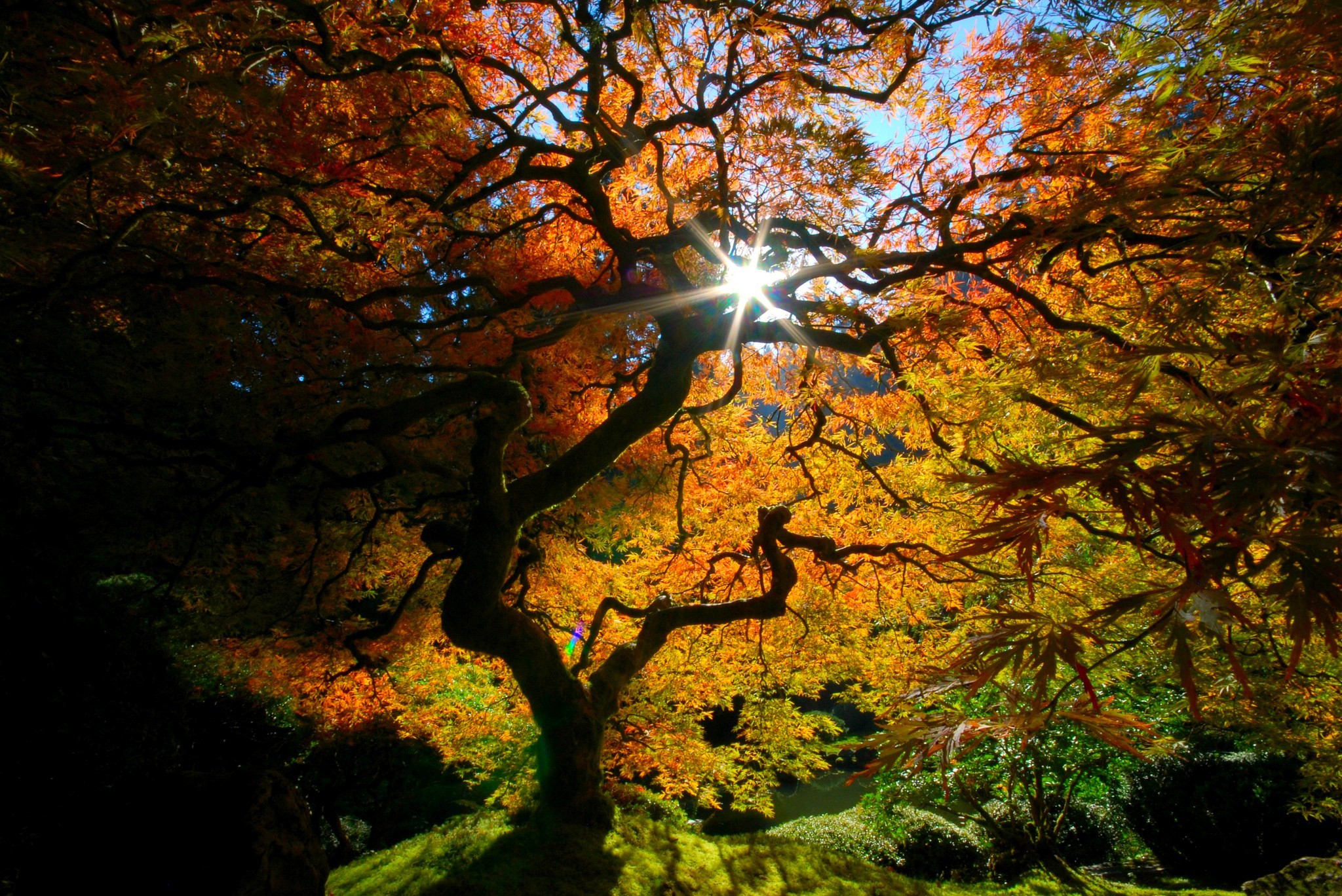 Скачать картинку Осень, Солнце, Дерево, Сад, Япония, Сделано Человеком, Японский Сад в телефон бесплатно.
