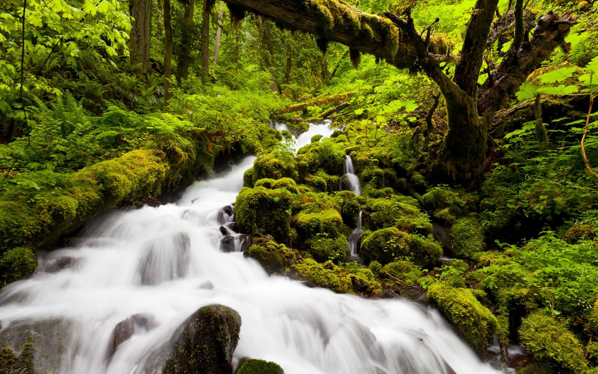 Free download wallpaper Waterfalls, Waterfall, Forest, Earth, Moss, Stream, Greenery on your PC desktop