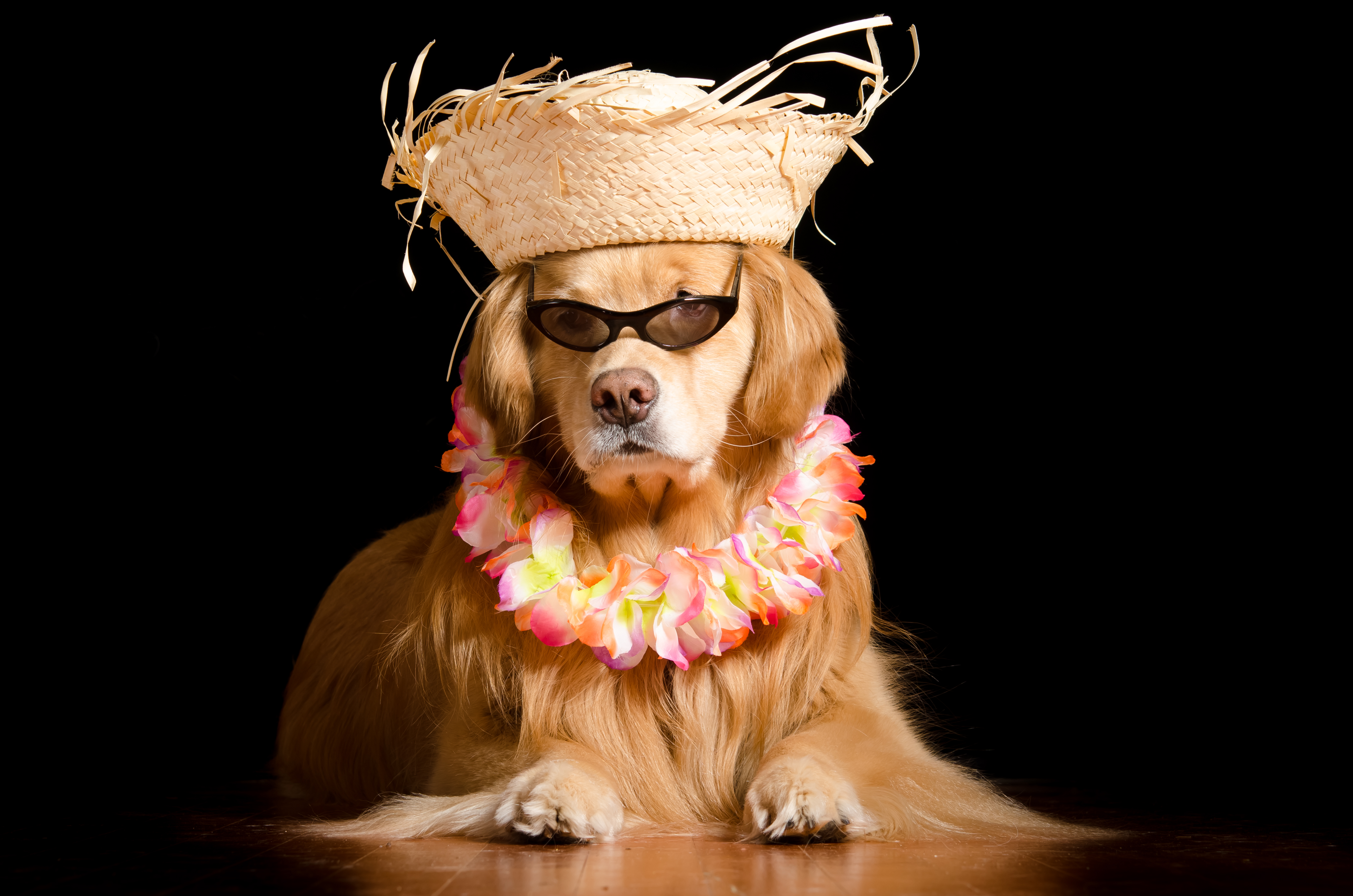 Free download wallpaper Funny, Dogs, Dog, Animal, Golden Retriever, Hat, Sunglasses on your PC desktop