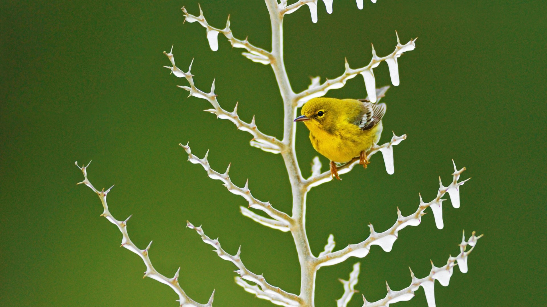 animal, yellow warbler, bird, branch, frozen, ice, warbler, winter, birds