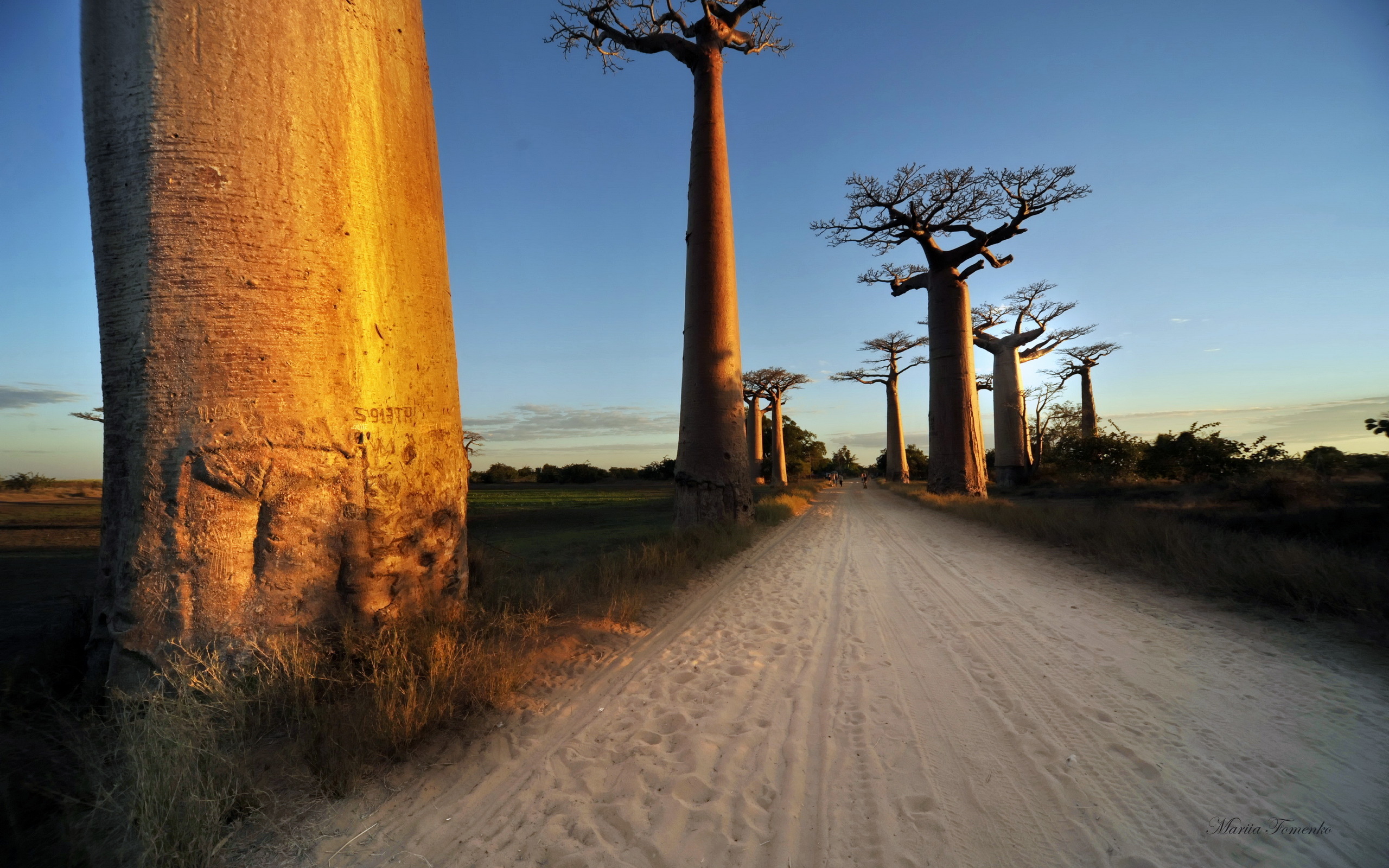 Télécharger des fonds d'écran Baobab HD