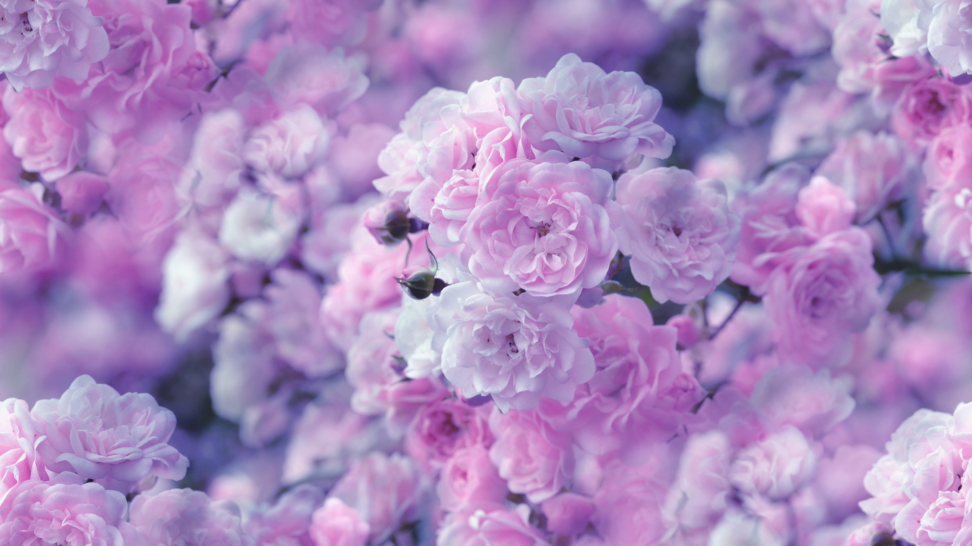 Laden Sie das Natur, Blumen, Blume, Rose, Nahansicht, Blüte, Pastell, Erde/natur, Pinke Blume-Bild kostenlos auf Ihren PC-Desktop herunter