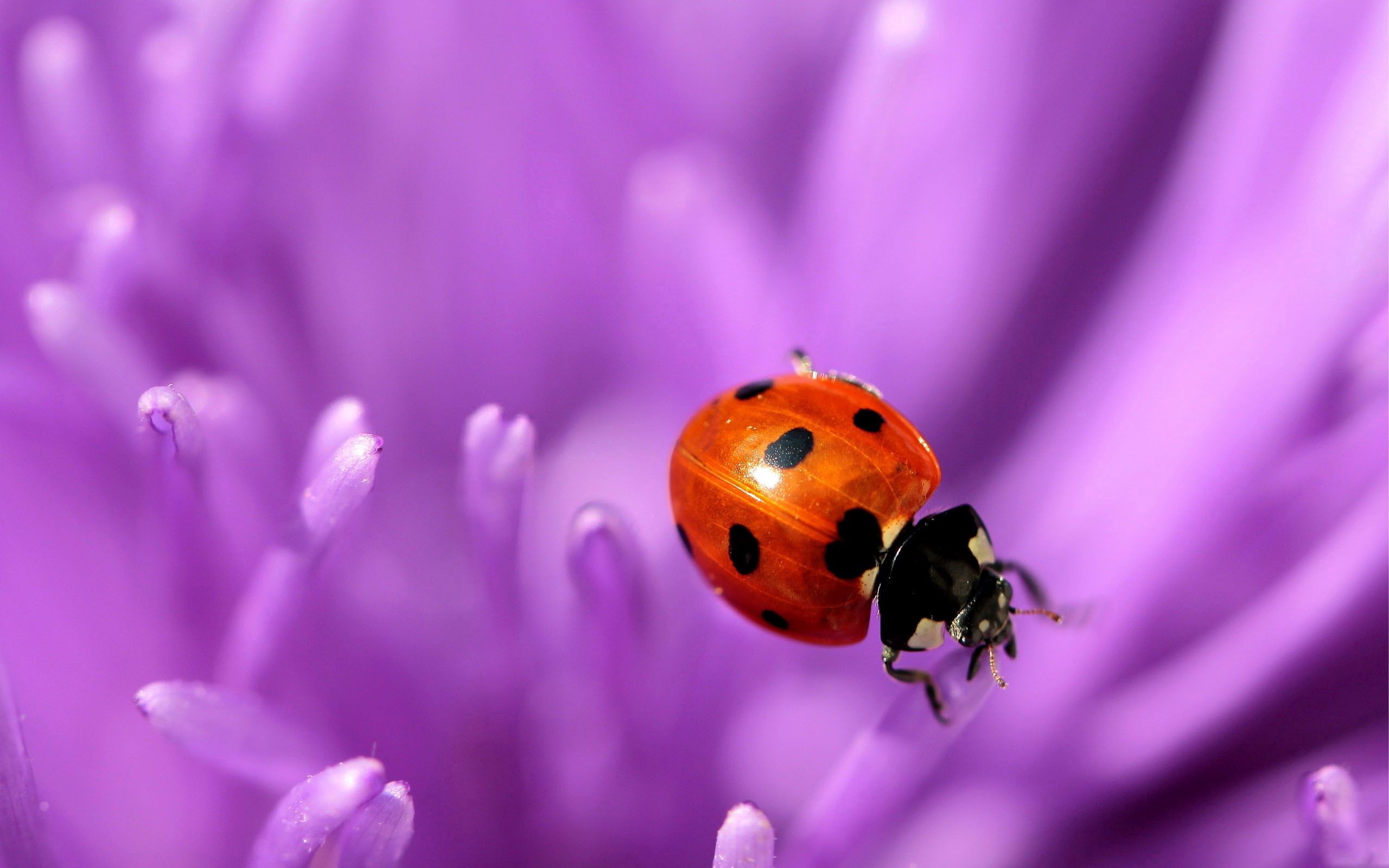 Free download wallpaper Flower, Macro, Surface, Ladybug, Ladybird, Lilac on your PC desktop