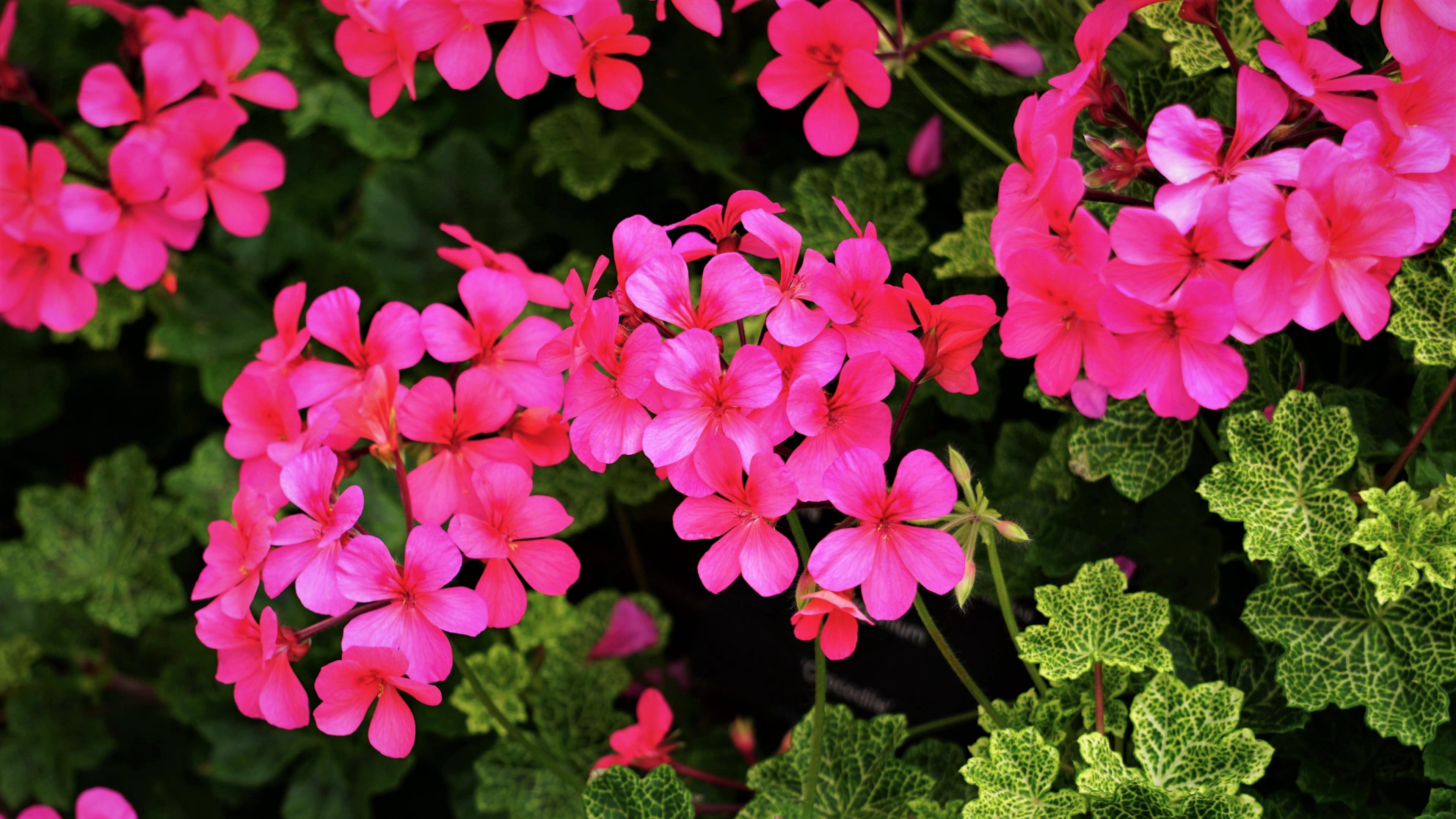 PCデスクトップにフラワーズ, 葉, 花, 地球, ピンクの花画像を無料でダウンロード