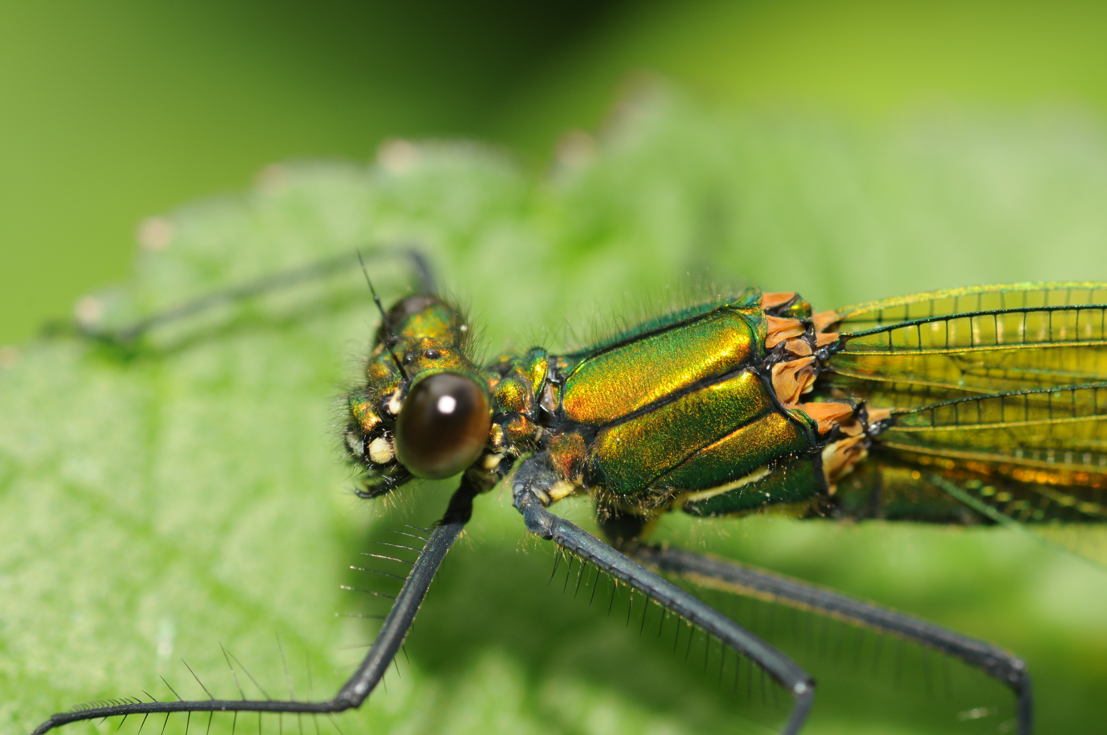 Descarga gratis la imagen Animales, Insectos, Libélula en el escritorio de tu PC