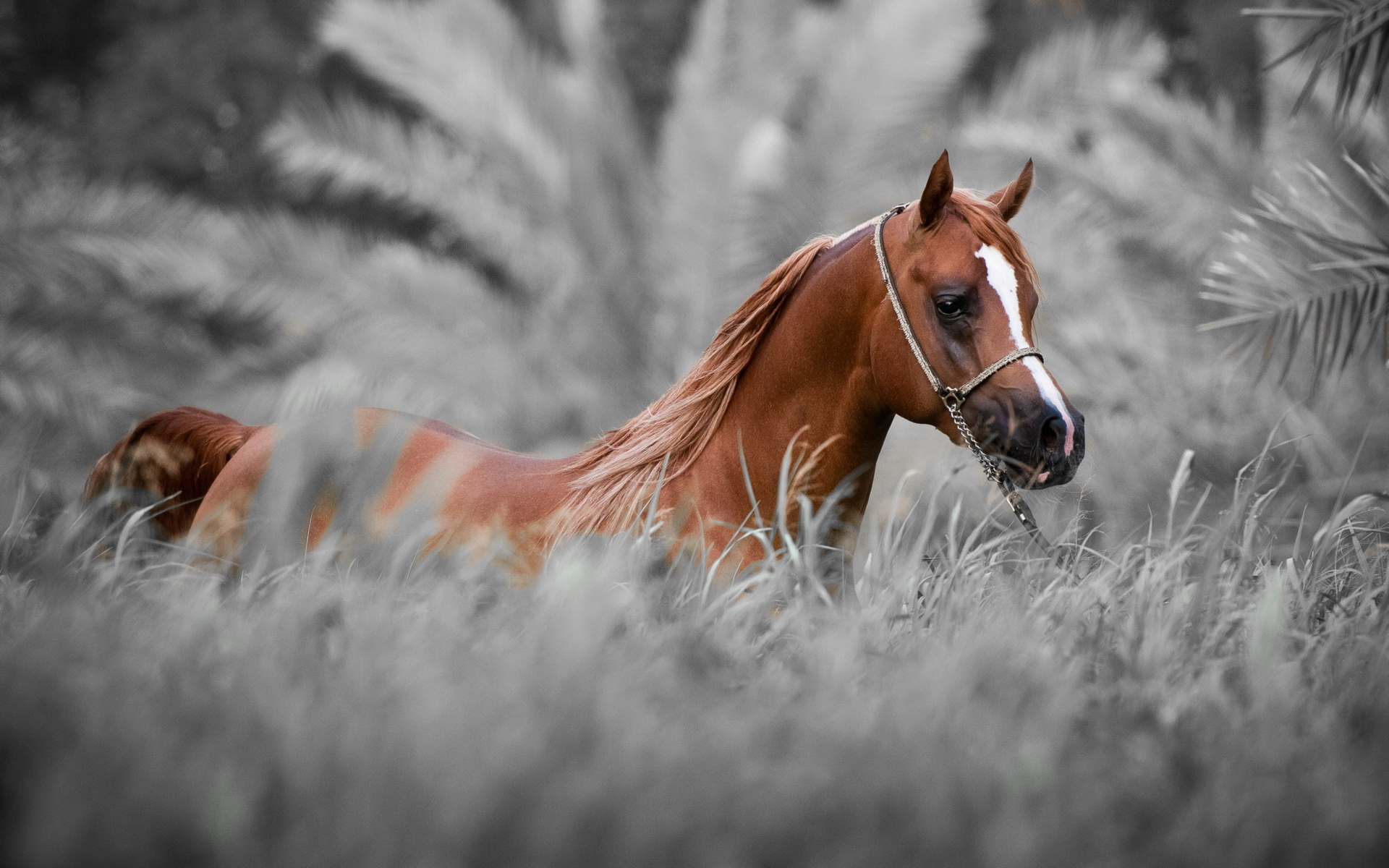 Descarga gratuita de fondo de pantalla para móvil de Animales, Caballo.