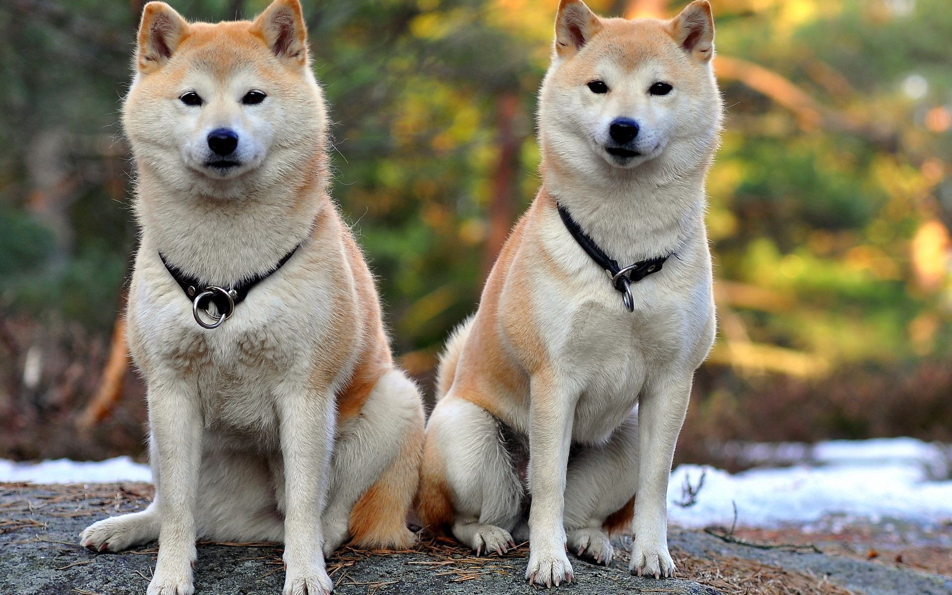 122534 baixar imagens animais, cães, casal, par, bela, bonito, akita inu - papéis de parede e protetores de tela gratuitamente