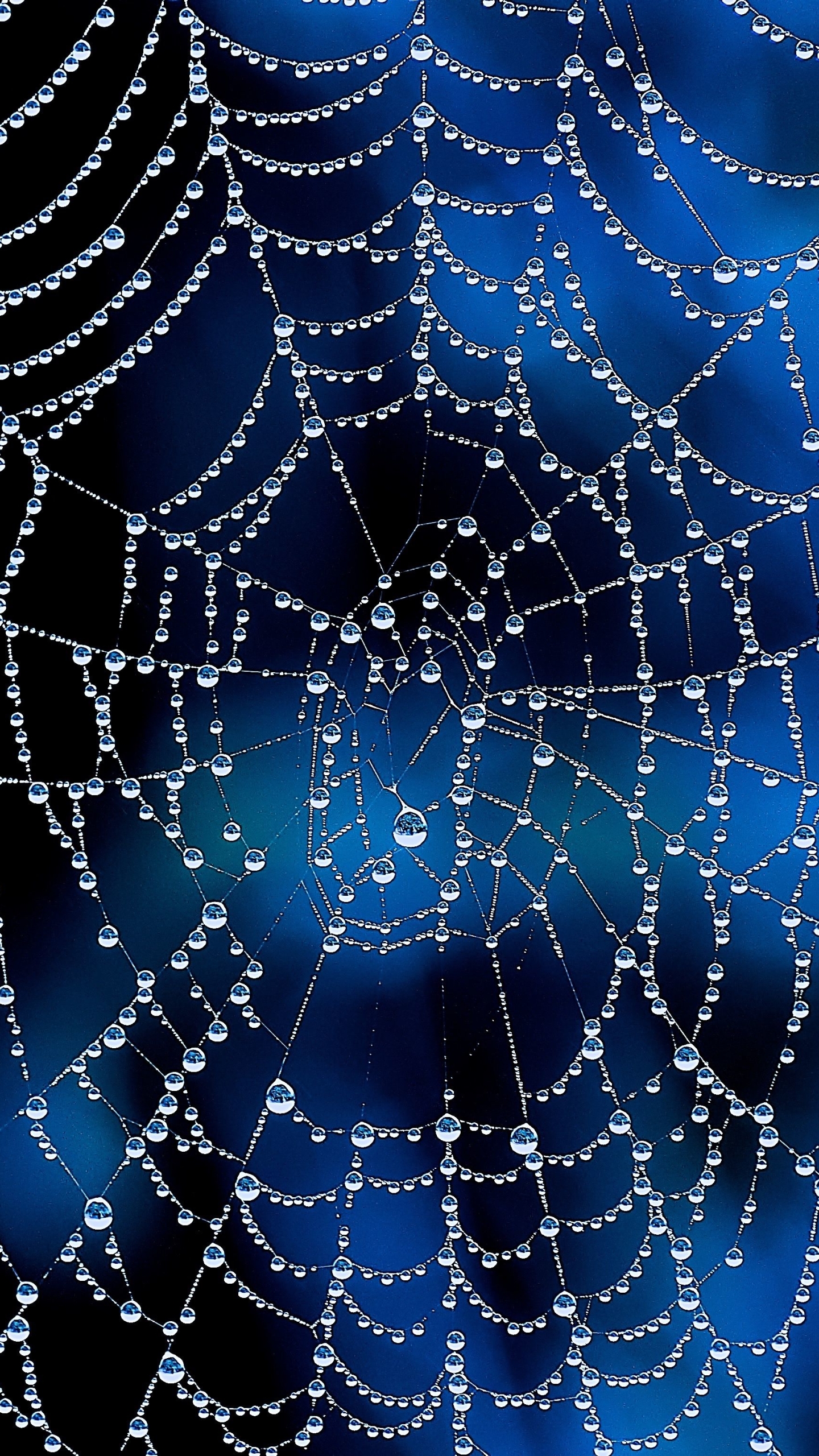 Download mobile wallpaper Dew, Photography, Water Drop, Spider Web for free.