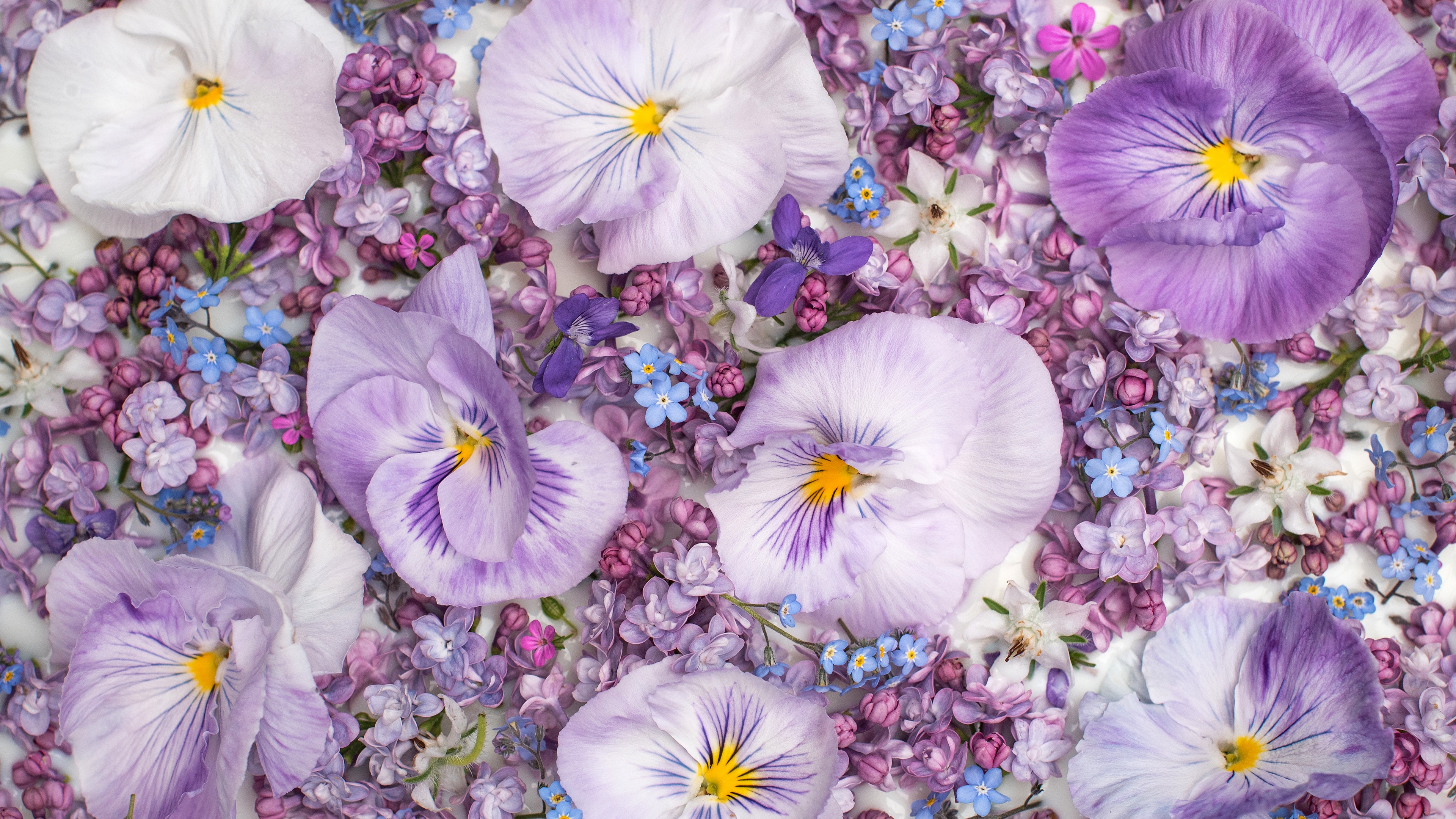 Free download wallpaper Flowers, Violet, Flower, Artistic on your PC desktop