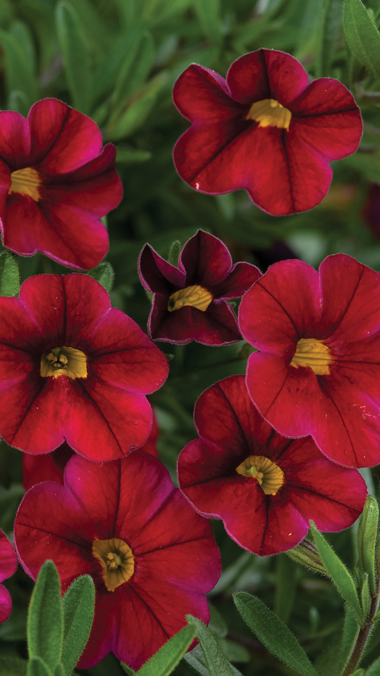 無料モバイル壁紙フラワーズ, 葉, 花, 地球, 赤い花をダウンロードします。