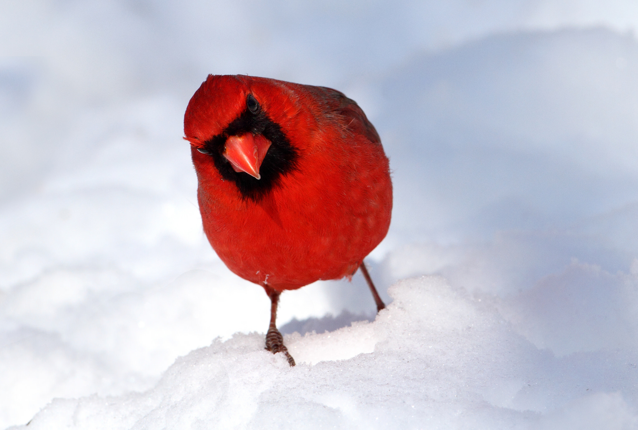 Baixe gratuitamente a imagem Animais, Aves, Neve, Pássaro, Cardeal na área de trabalho do seu PC