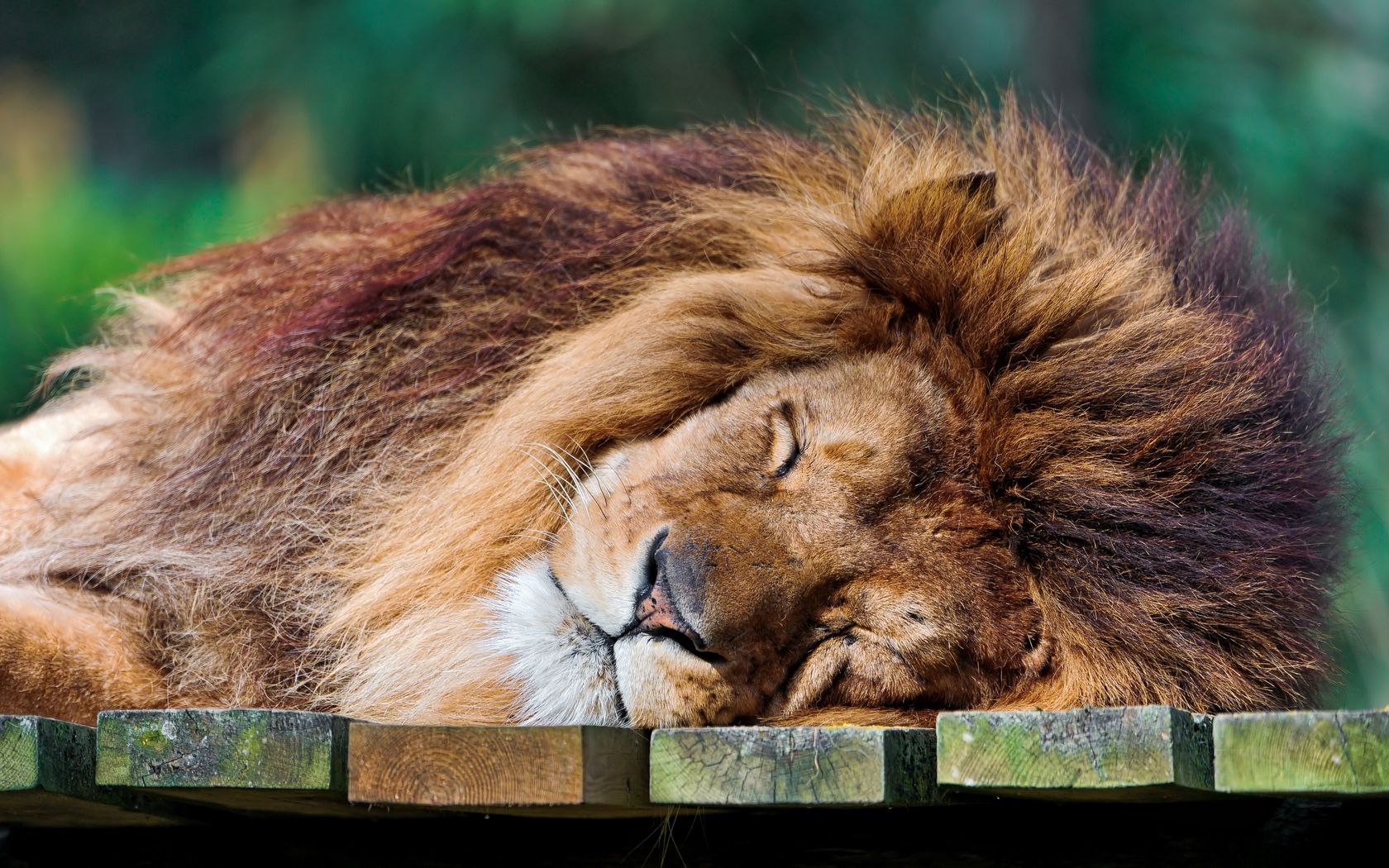 animals, to lie down, lie, lion, mane, sleep, dream, wool Smartphone Background