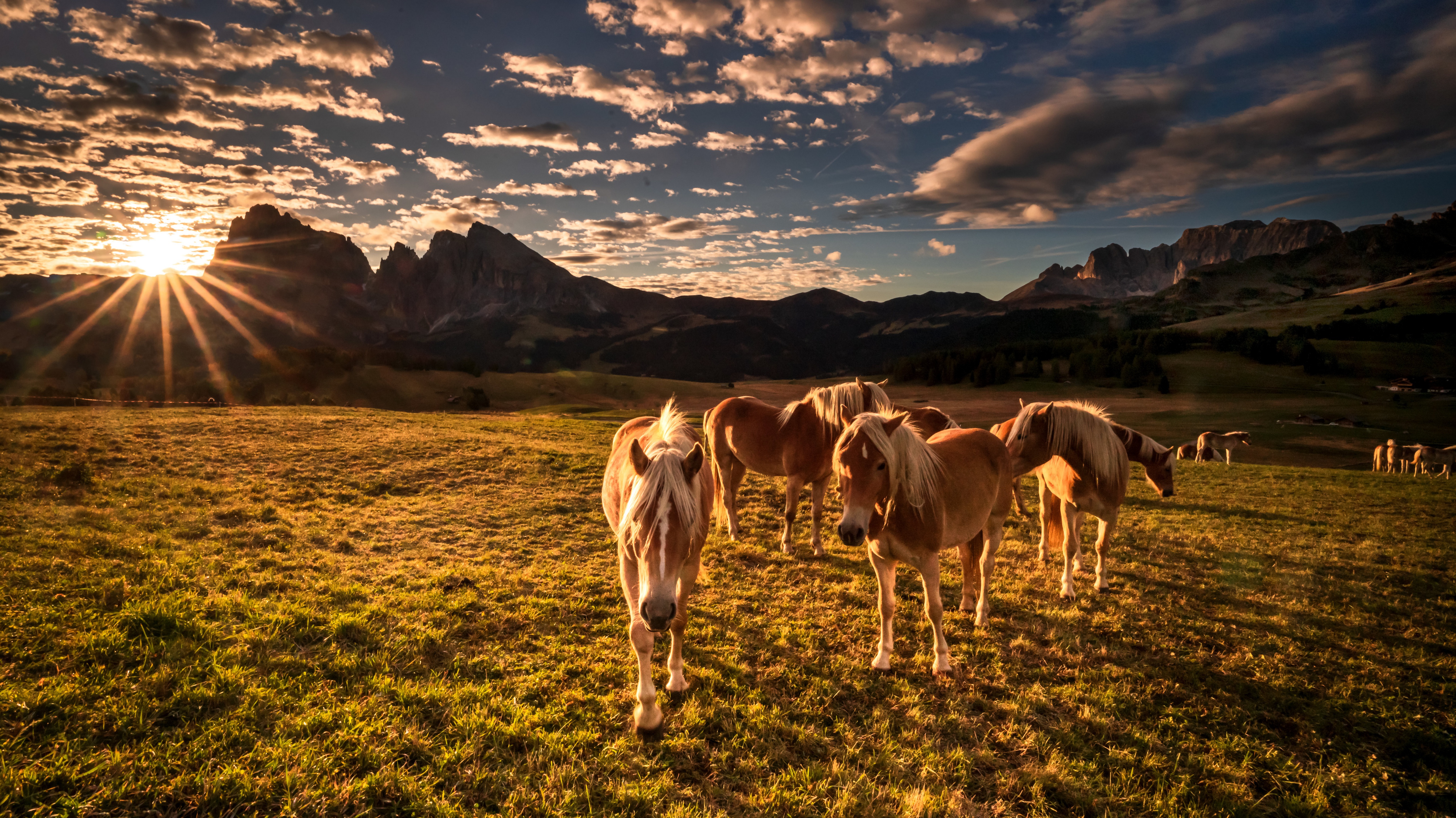 Скачать обои бесплатно Животные, Италия, Лошадь, Доломитовые Альпы картинка на рабочий стол ПК