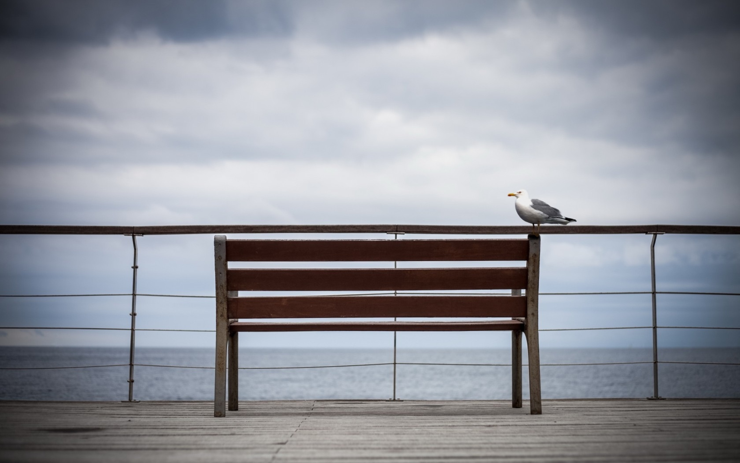 Free download wallpaper Seagull, Birds, Animal on your PC desktop