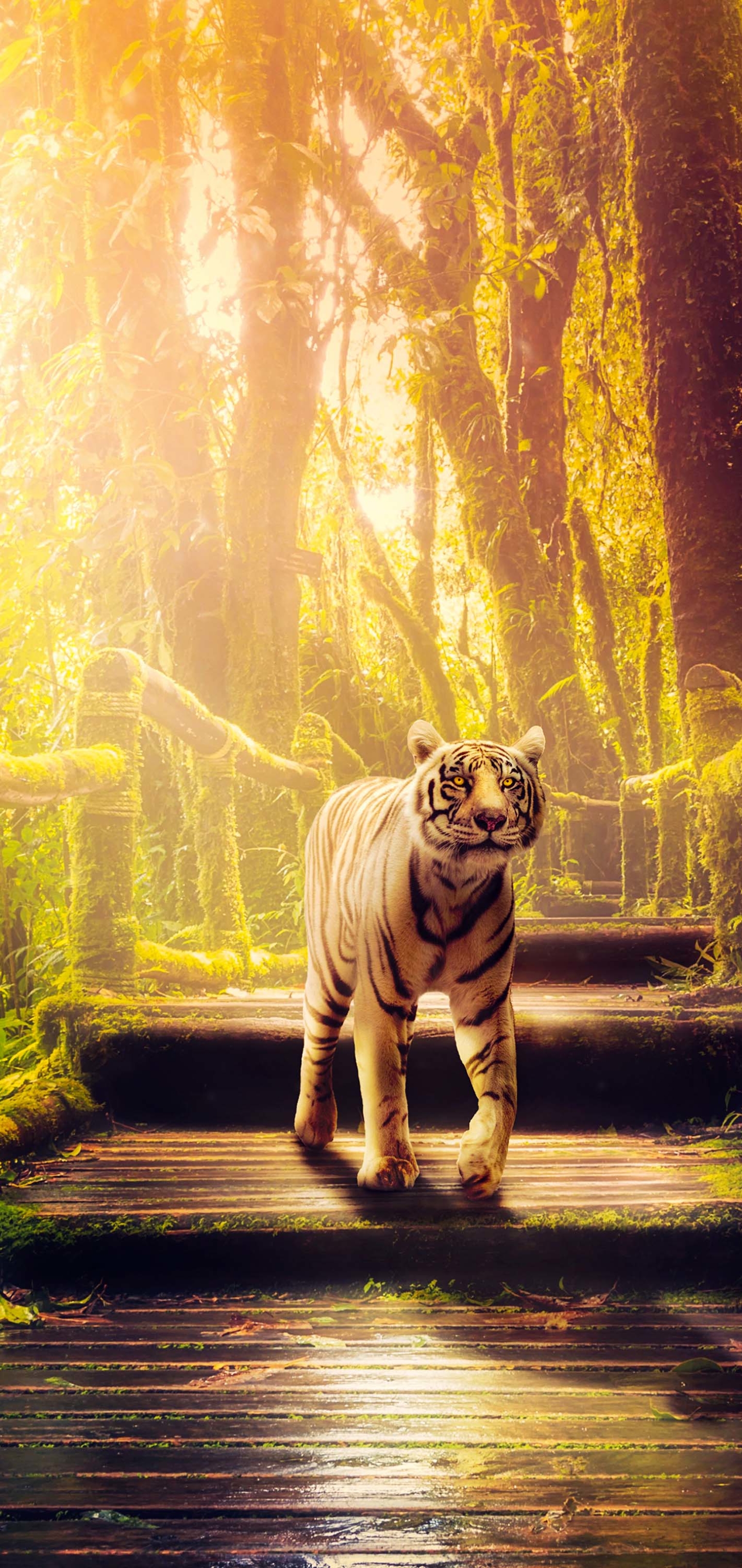 Laden Sie das Tiere, Katzen, Tiger, Dschungel, Urwald-Bild kostenlos auf Ihren PC-Desktop herunter
