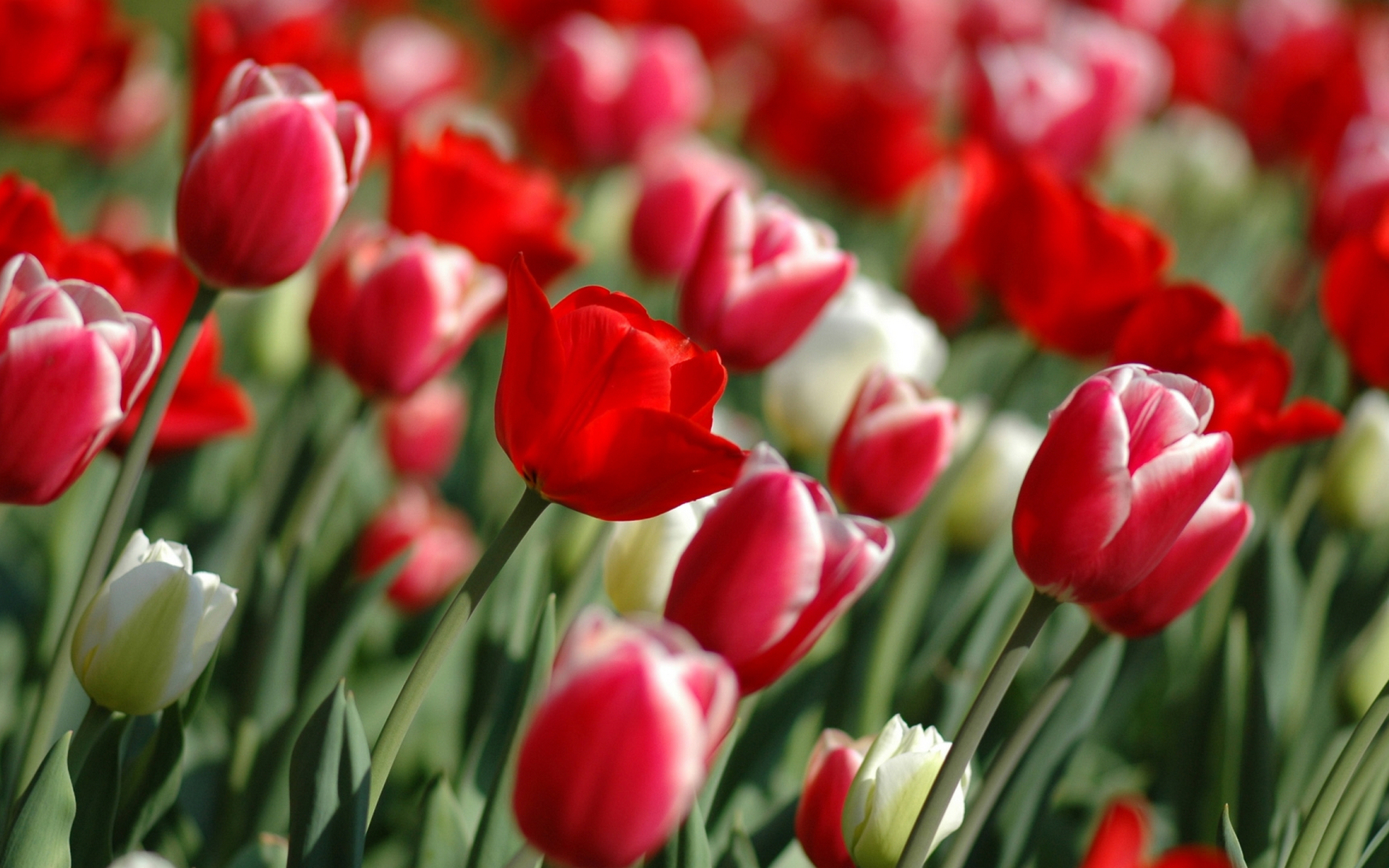 Download mobile wallpaper Tulip, Flowers, Flower, Earth for free.