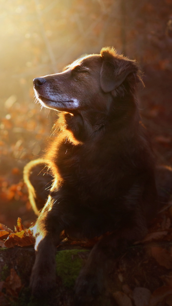 Handy-Wallpaper Tiere, Hunde, Herbst, Hund kostenlos herunterladen.