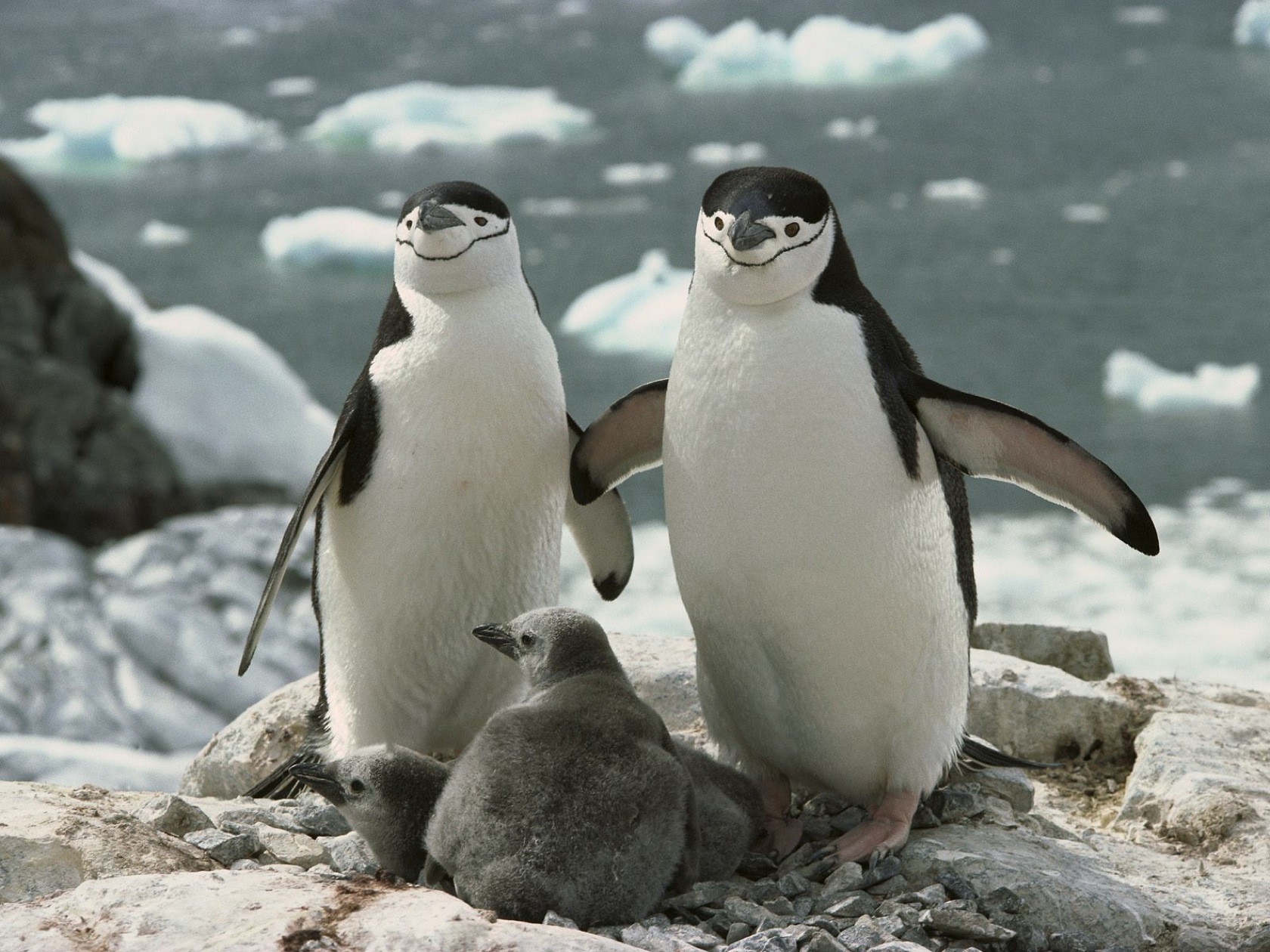 163889 Bild herunterladen tiere, pinguin, vogel, vögel - Hintergrundbilder und Bildschirmschoner kostenlos