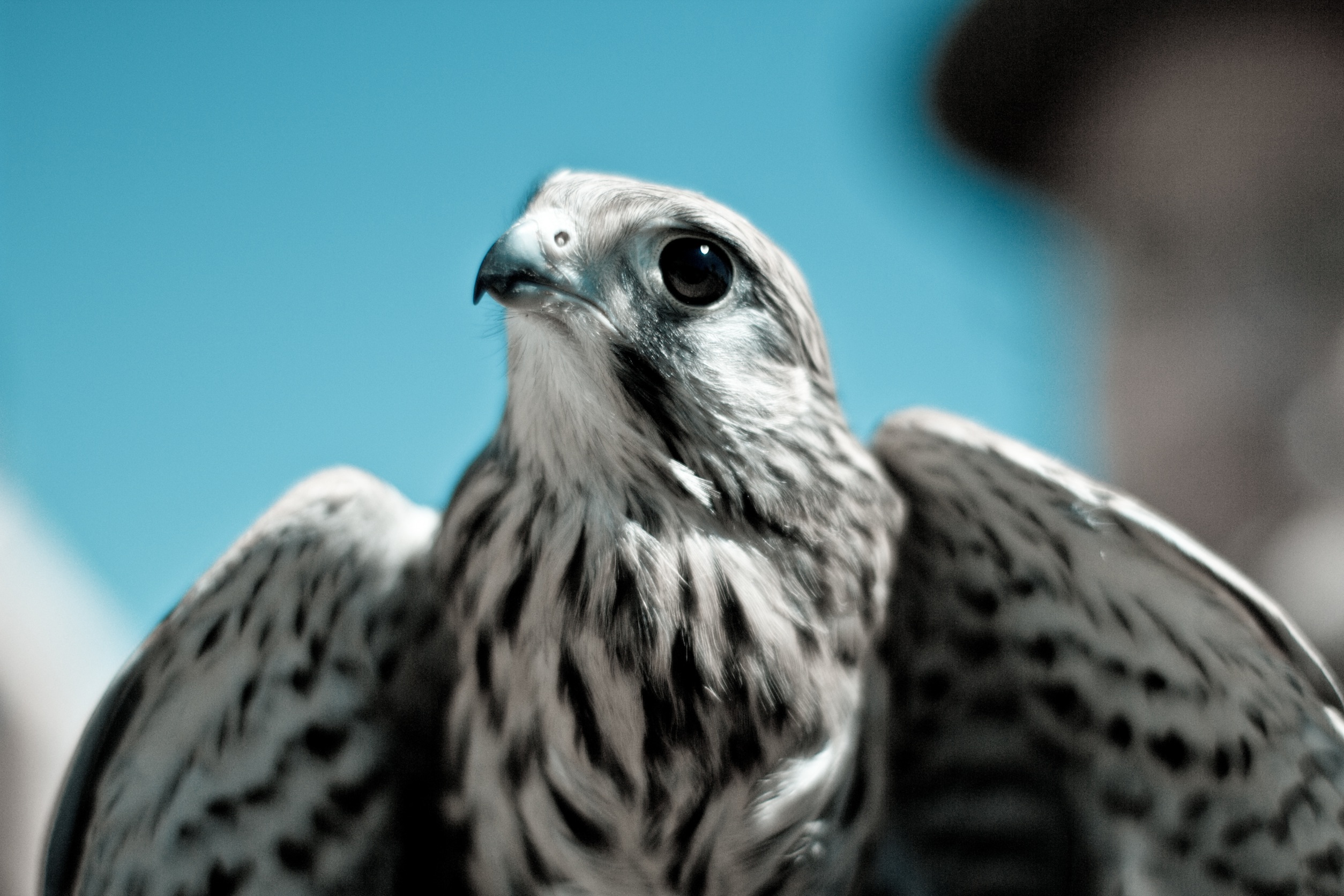 Descarga gratis la imagen Animales, Pico, Depredador, Águila, Pájaro en el escritorio de tu PC