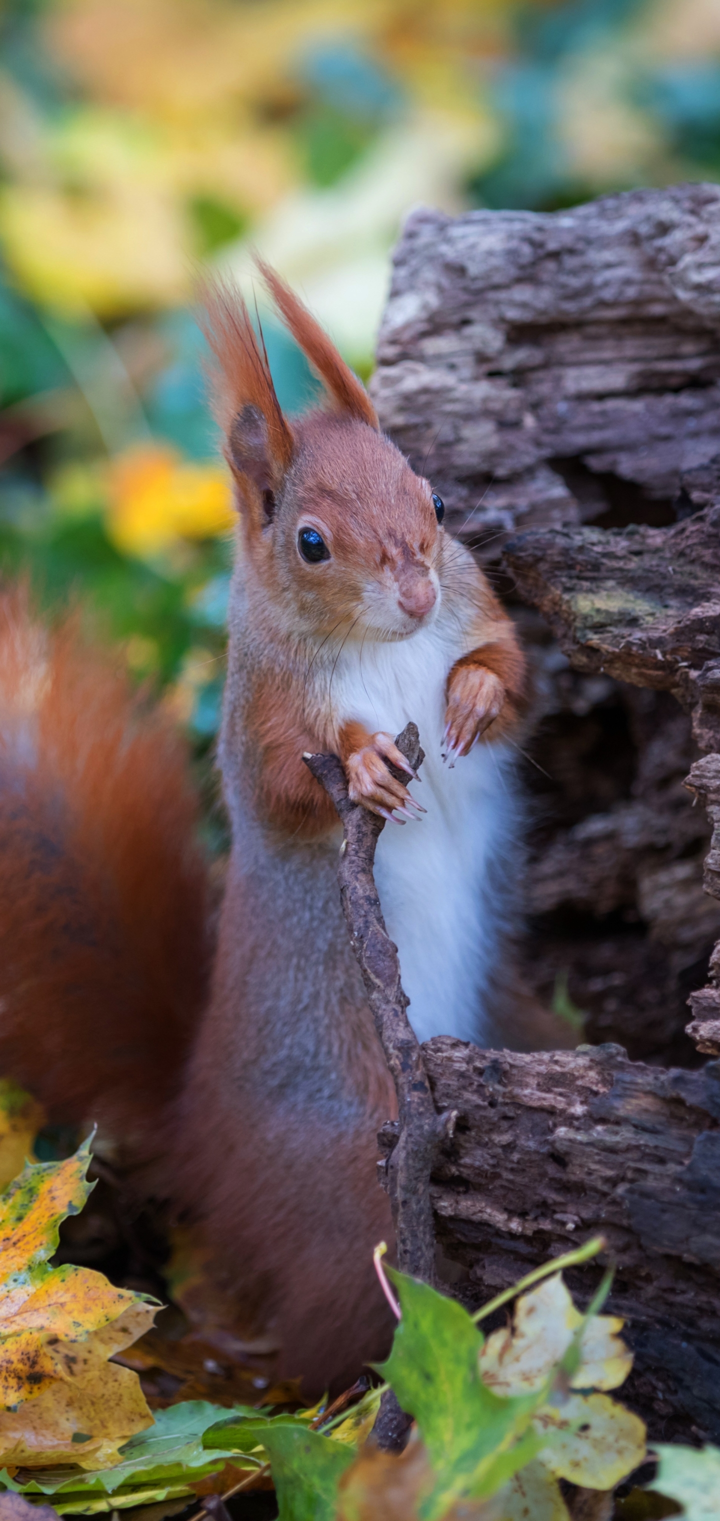 Download mobile wallpaper Squirrel, Animal, Rodent for free.