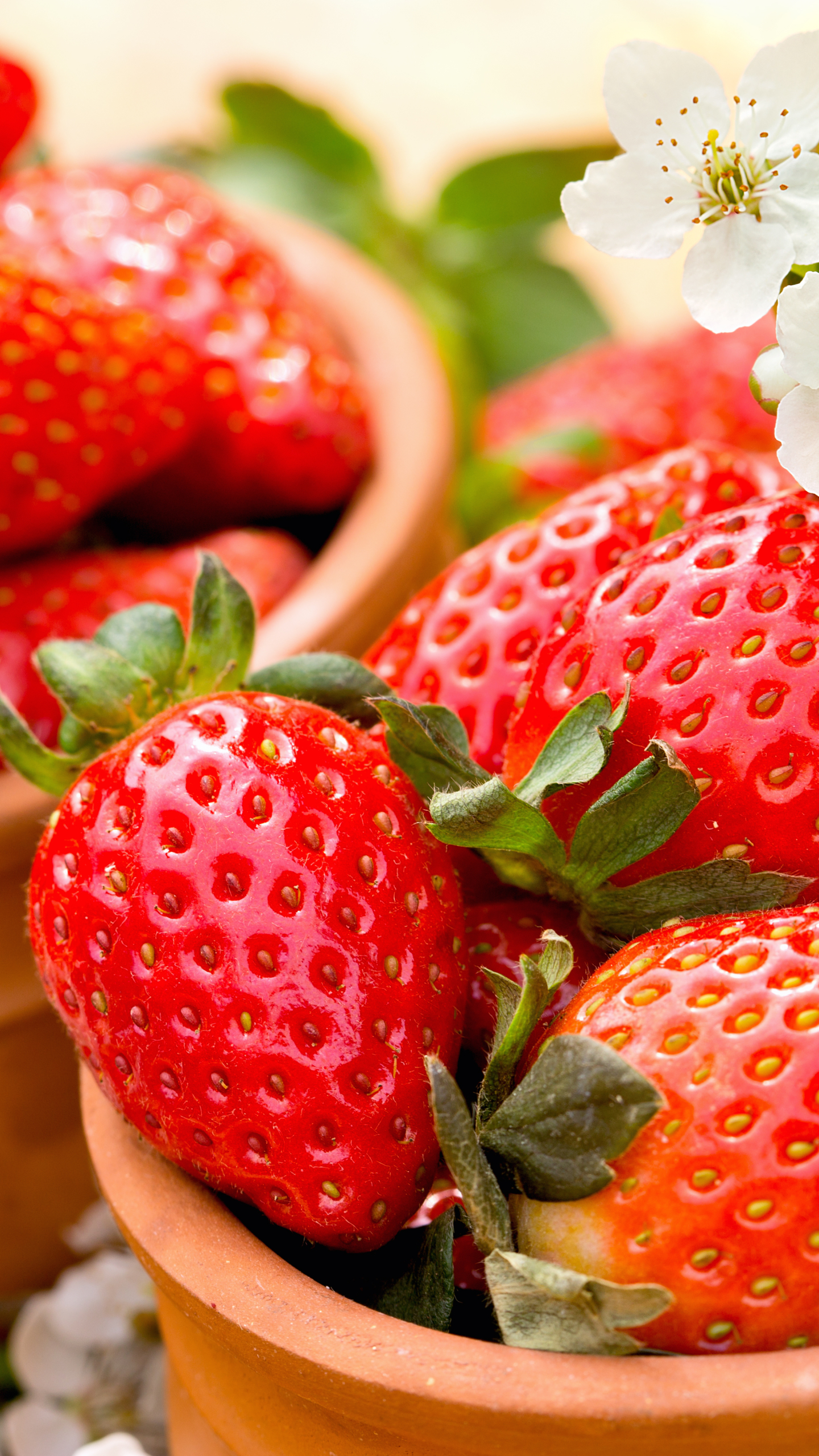 Laden Sie das Obst, Erdbeere, Beere, Frucht, Weiße Blume, Nahrungsmittel, Früchte-Bild kostenlos auf Ihren PC-Desktop herunter