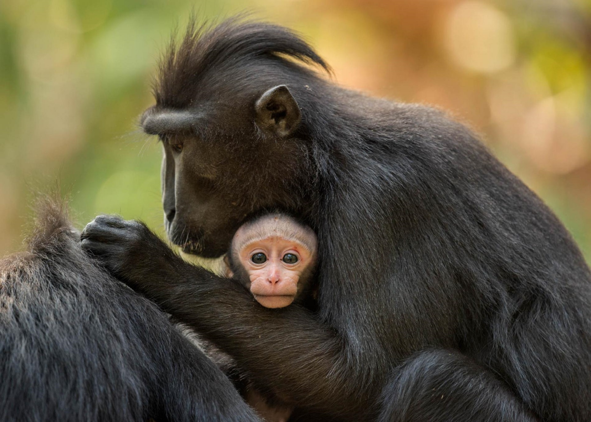 956234 descargar fondo de pantalla animales, macaco negro crestado, bebe animal, macaco: protectores de pantalla e imágenes gratis