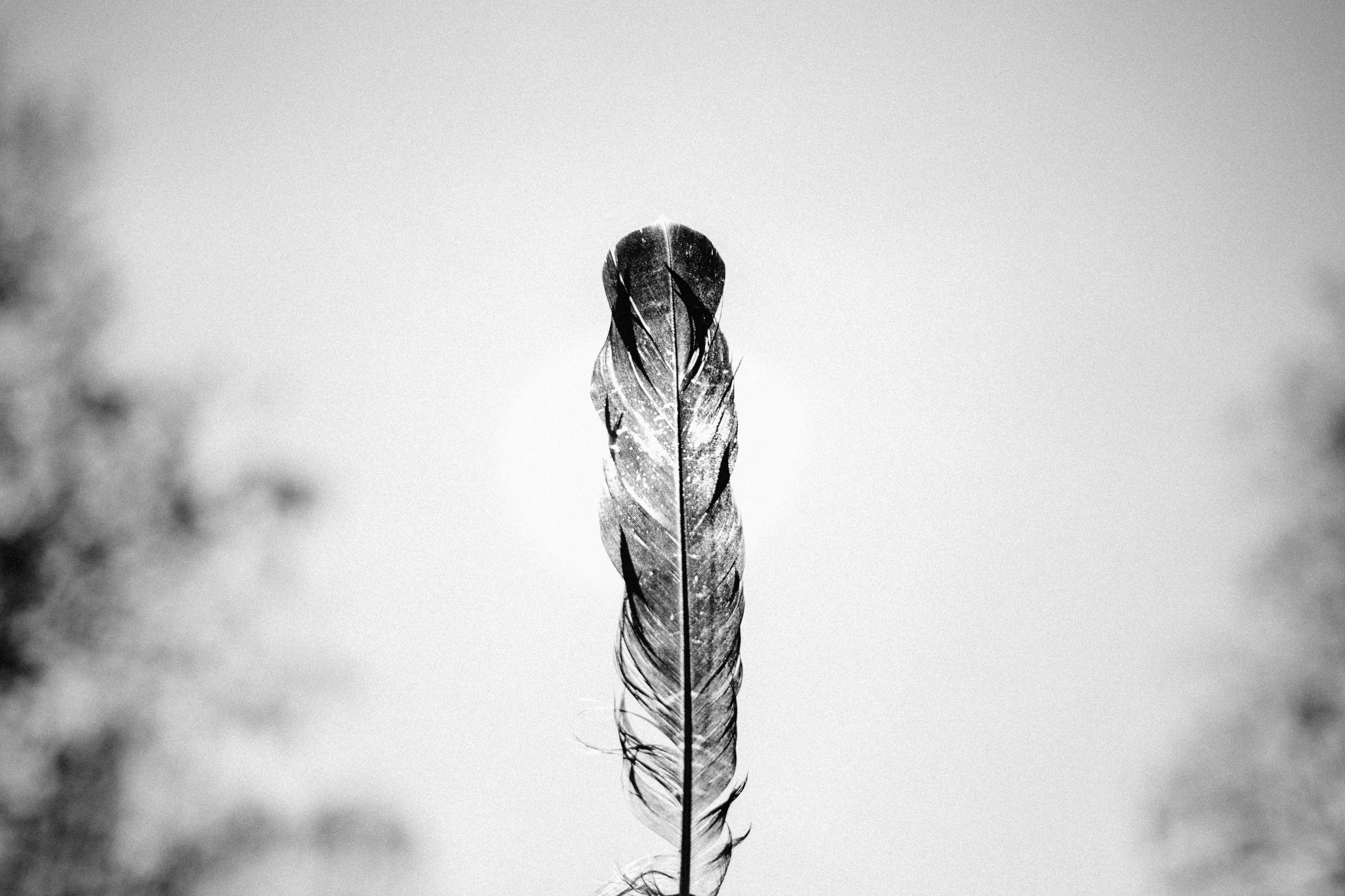 Cool Wallpapers feather, minimalism, bw, chb, pen