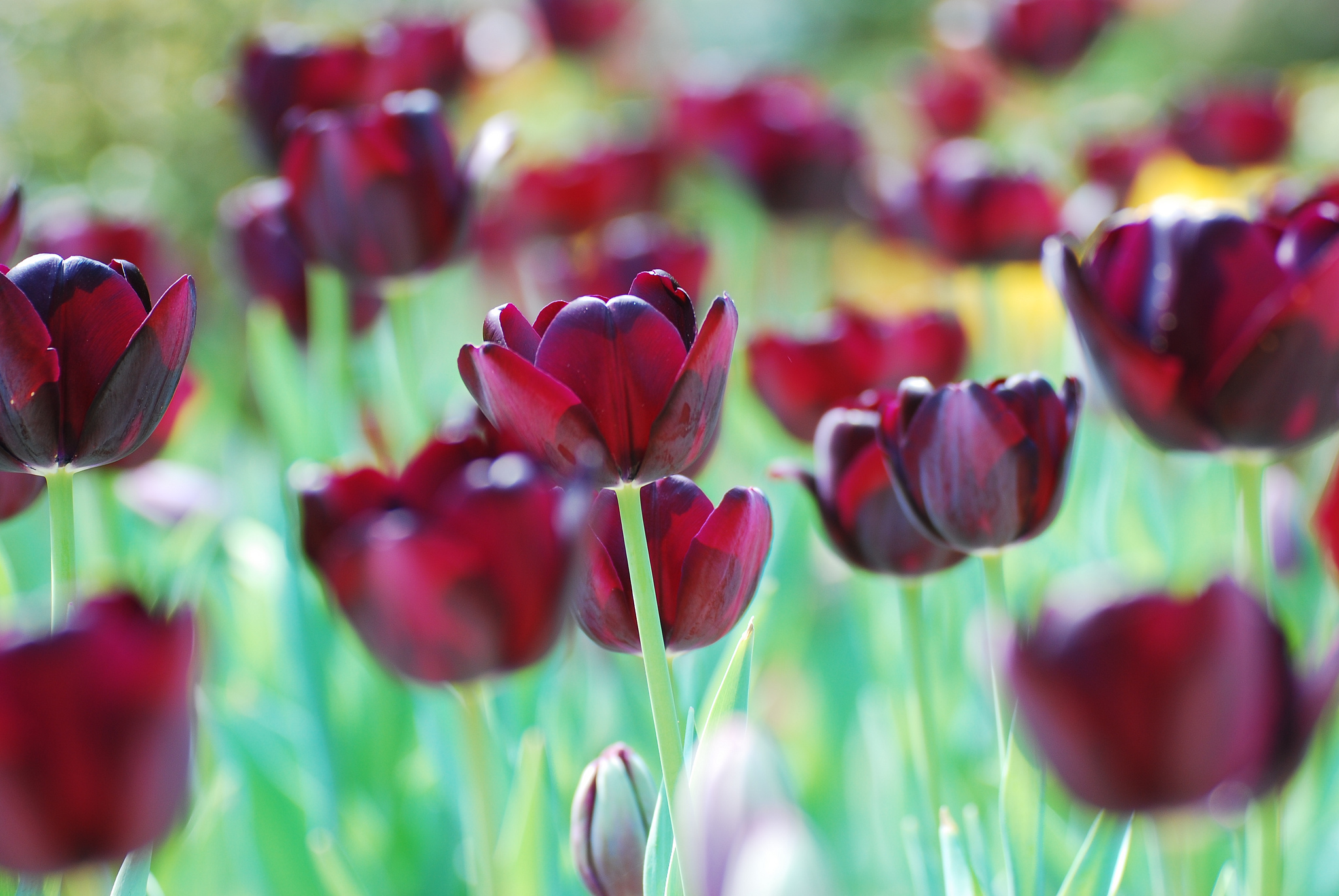 Download mobile wallpaper Tulip, Flowers, Flower, Earth for free.