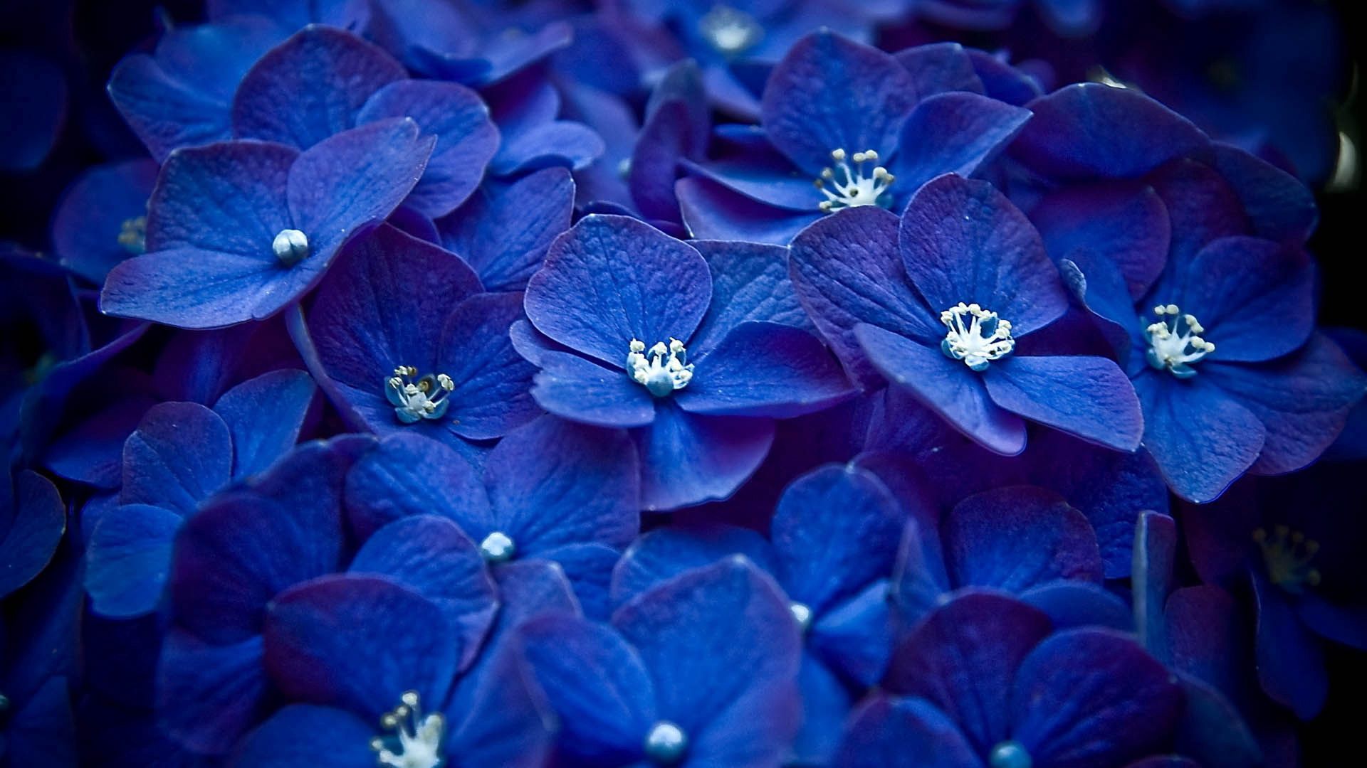 blue, petals, flowers 2160p