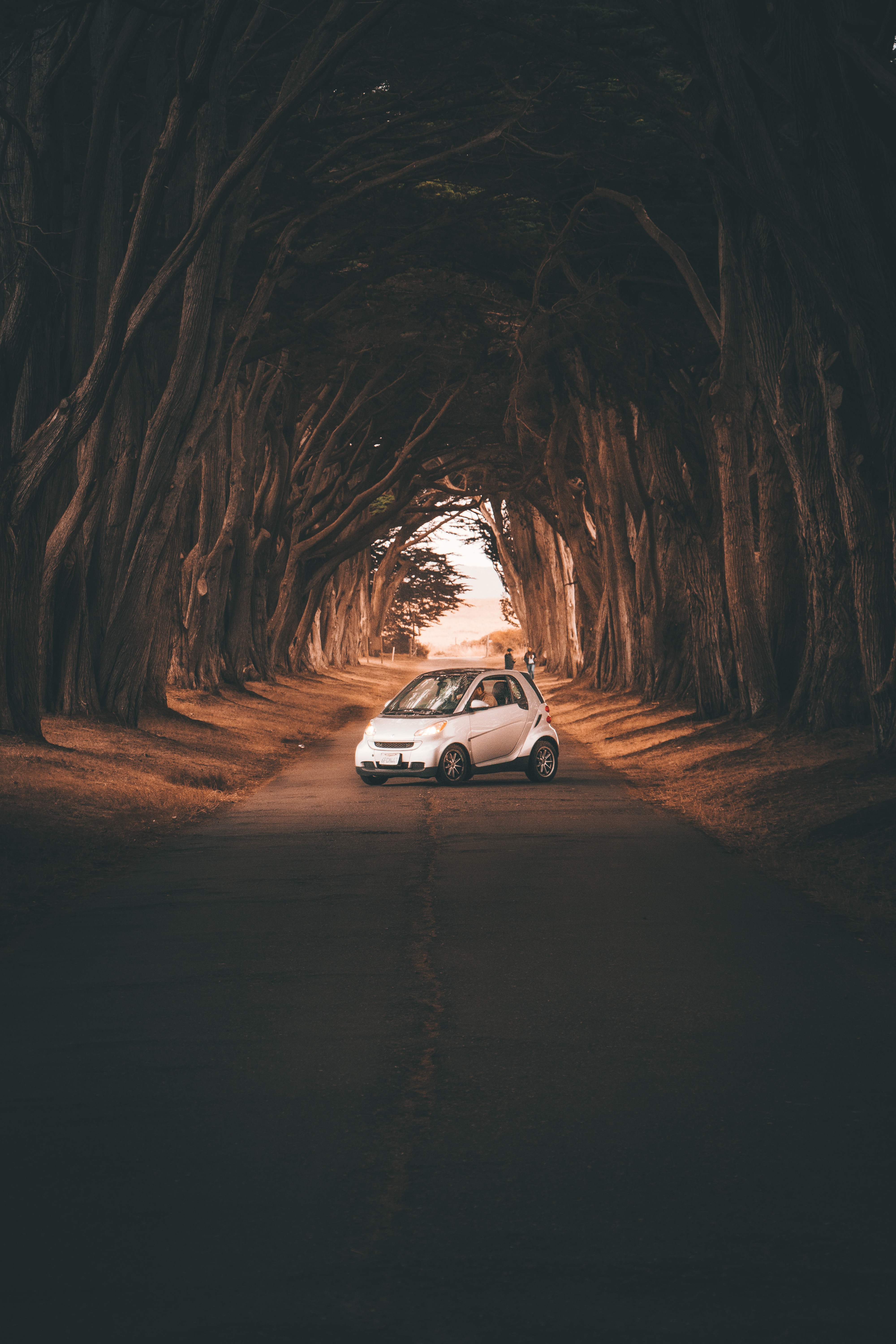 trees, cars, road, car, smart fortwo