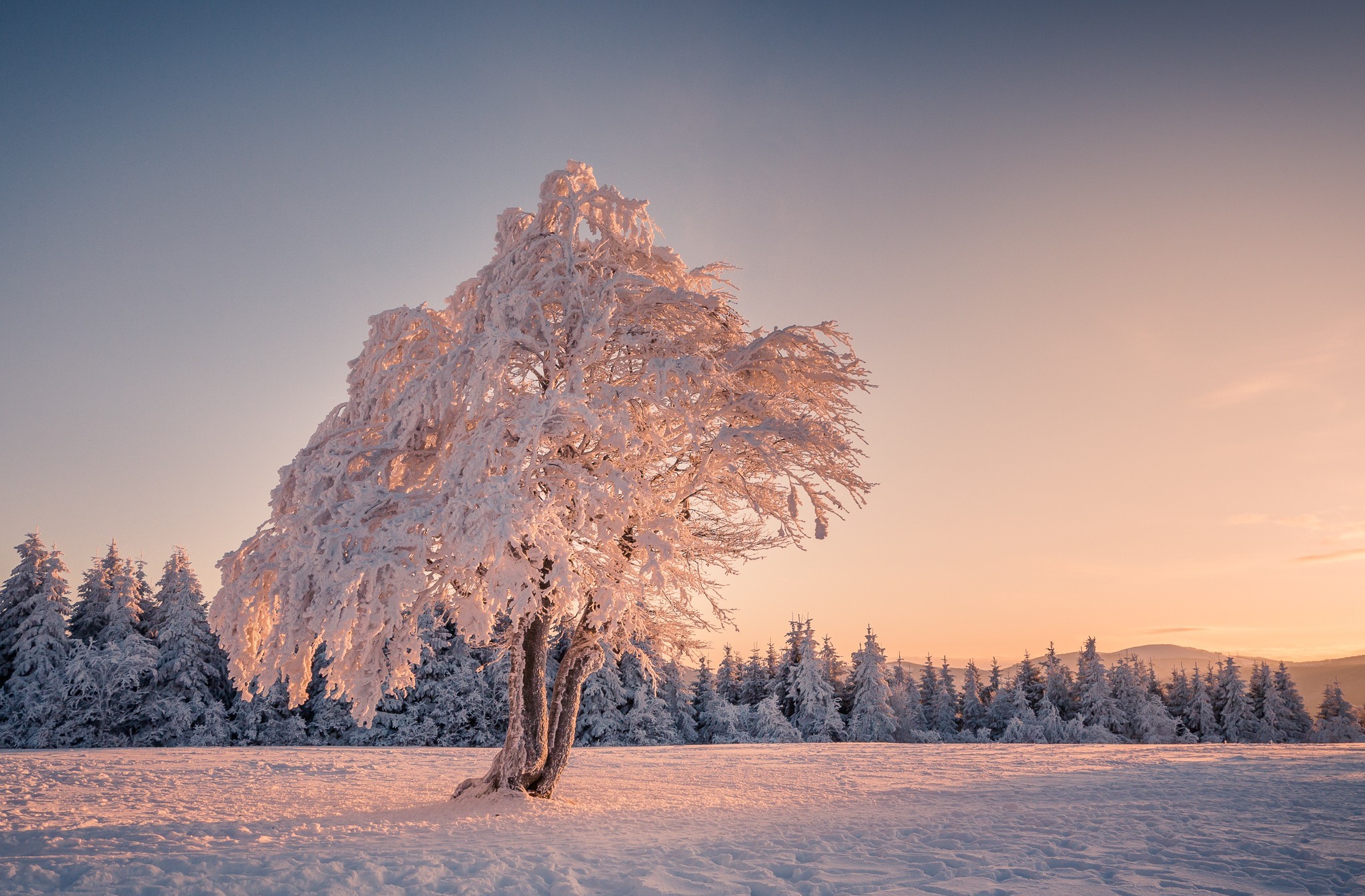 Скачать обои бесплатно Зима, Дерево, Земля/природа картинка на рабочий стол ПК