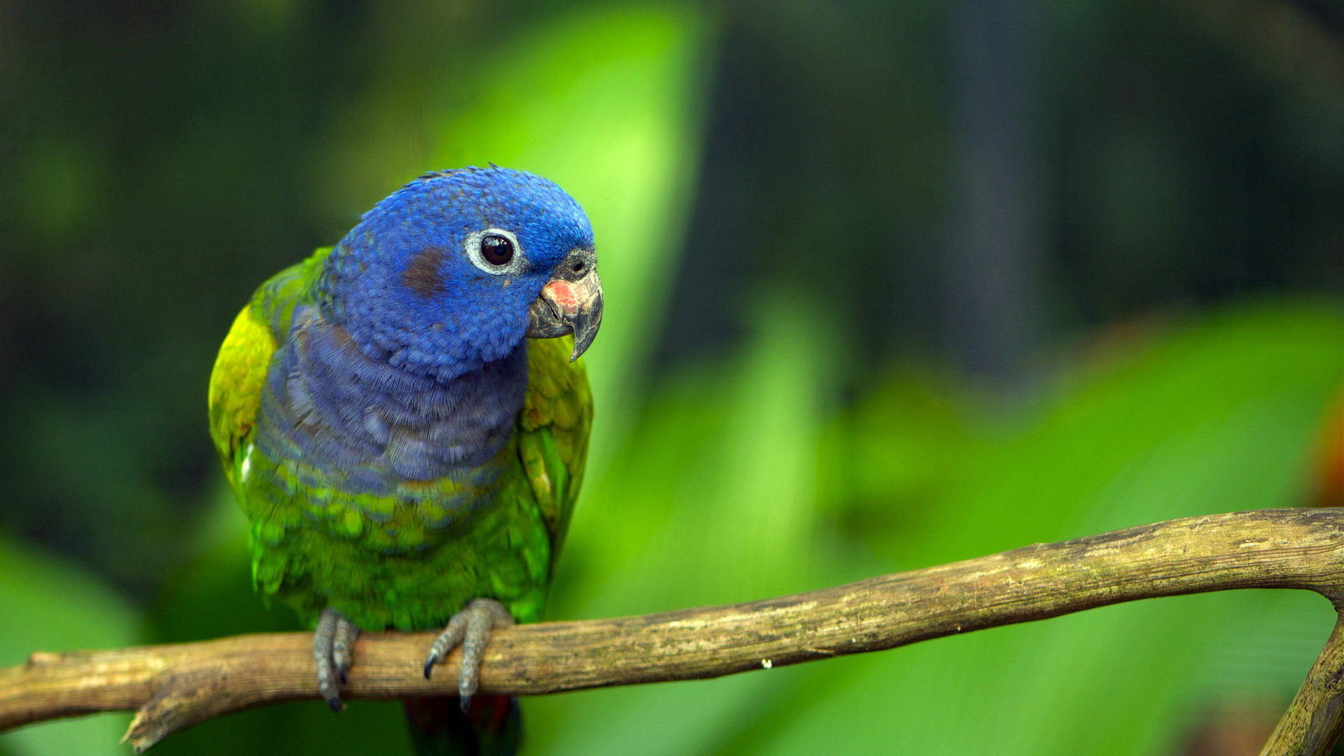 Free download wallpaper Animal, Parrot on your PC desktop