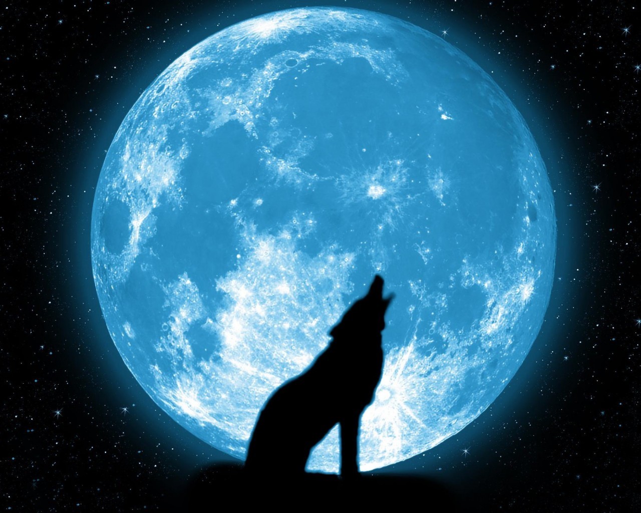 20181 Hintergrundbild herunterladen wölfe, tiere, übernachtung, mond, blau - Bildschirmschoner und Bilder kostenlos
