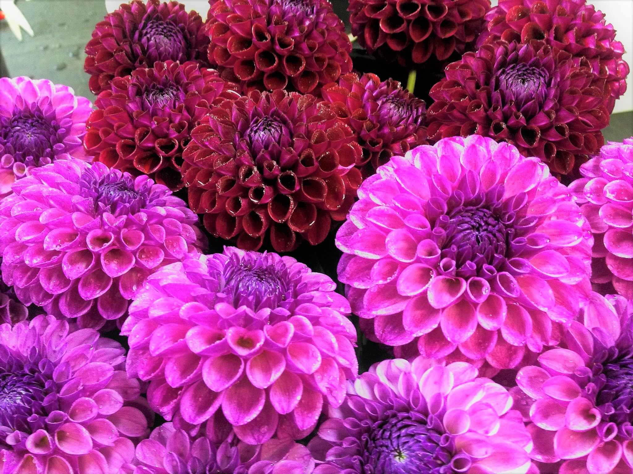 Download mobile wallpaper Flowers, Flower, Earth, Dahlia, Purple Flower, Pink Flower for free.