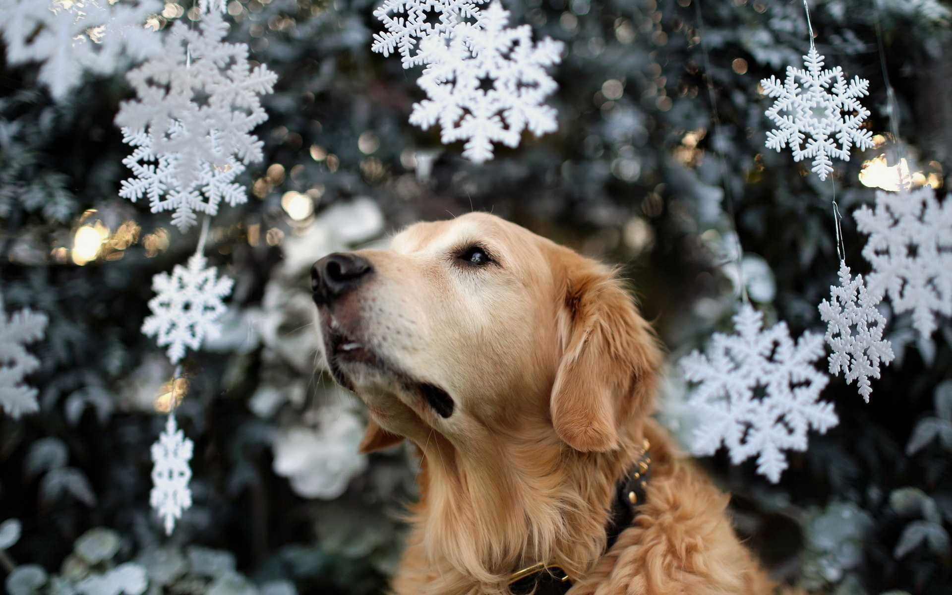 Descarga gratuita de fondo de pantalla para móvil de Animales, Perros, Perro.