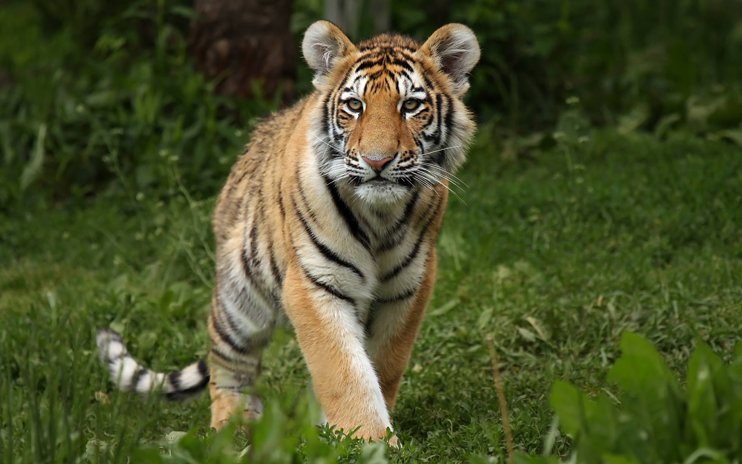 Baixe gratuitamente a imagem Animais, Gatos, Tigre na área de trabalho do seu PC