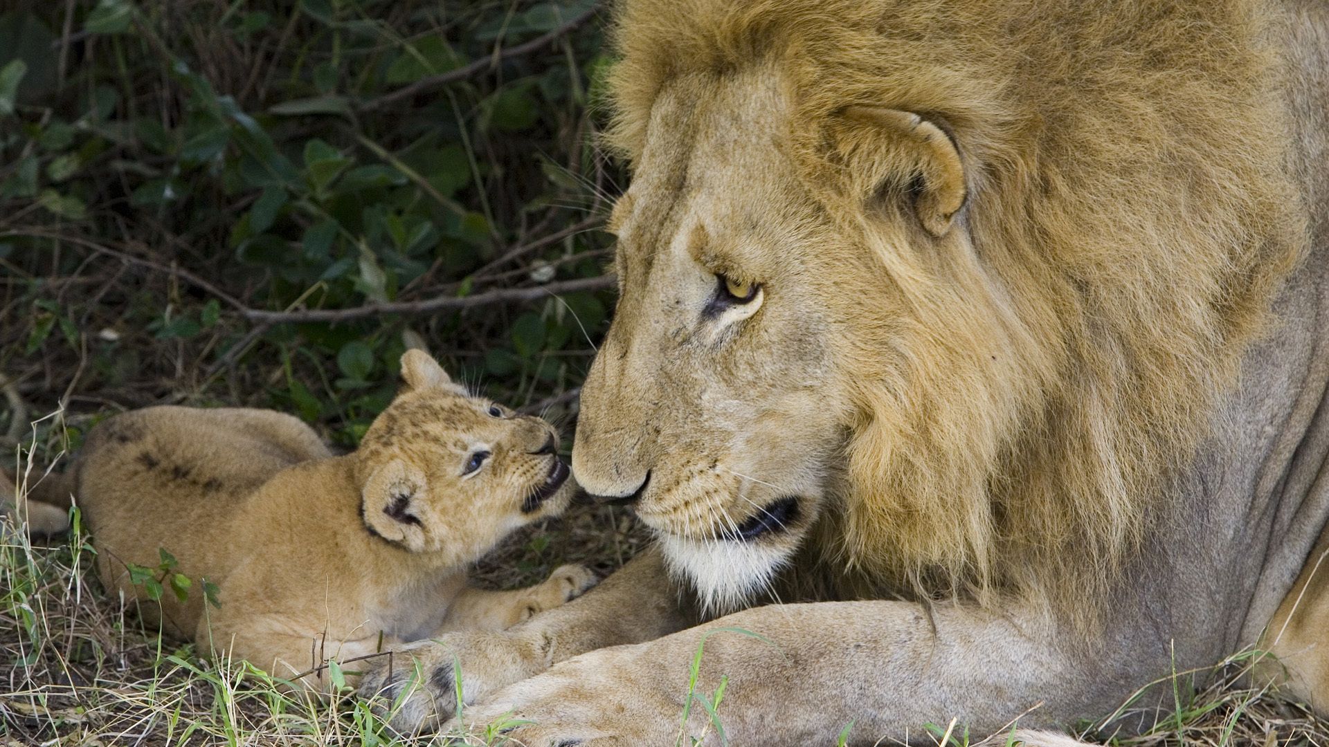 86508 télécharger l'image lion, animaux, un lion, une famille, famille, se soucier, soin, tendresse, lionceau - fonds d'écran et économiseurs d'écran gratuits