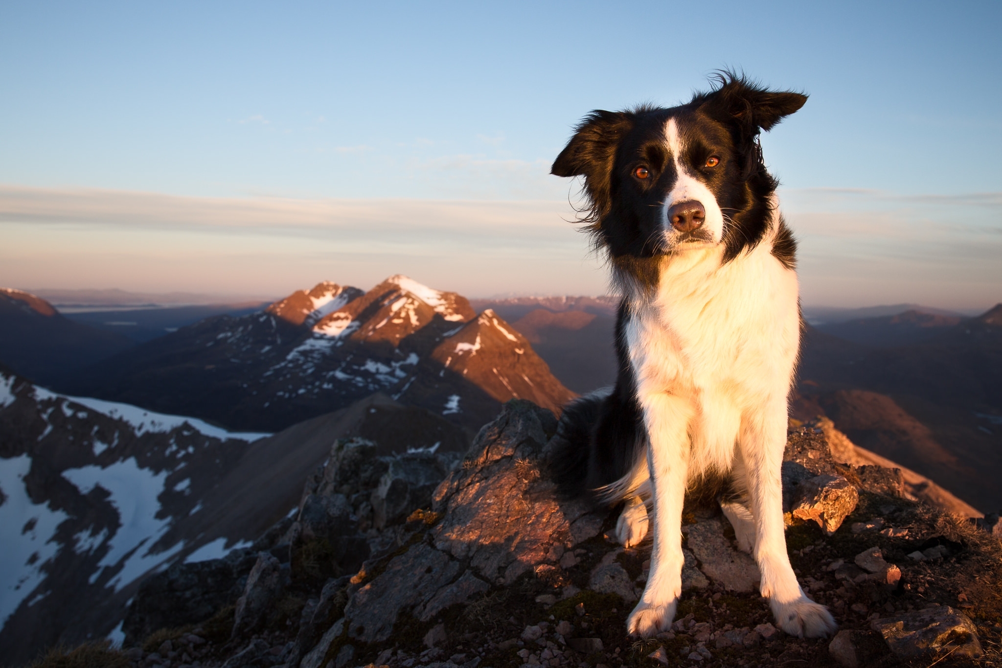 PCデスクトップに動物, 山, 犬, ボーダーコリー画像を無料でダウンロード