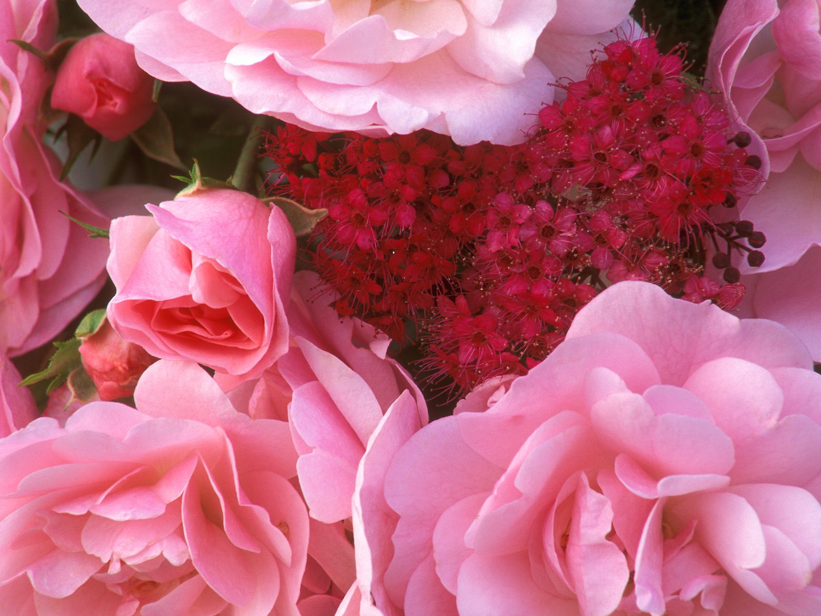 Скачать обои бесплатно Цветок, Роза, Букет, Сделано Человеком, Розовый Цветок картинка на рабочий стол ПК