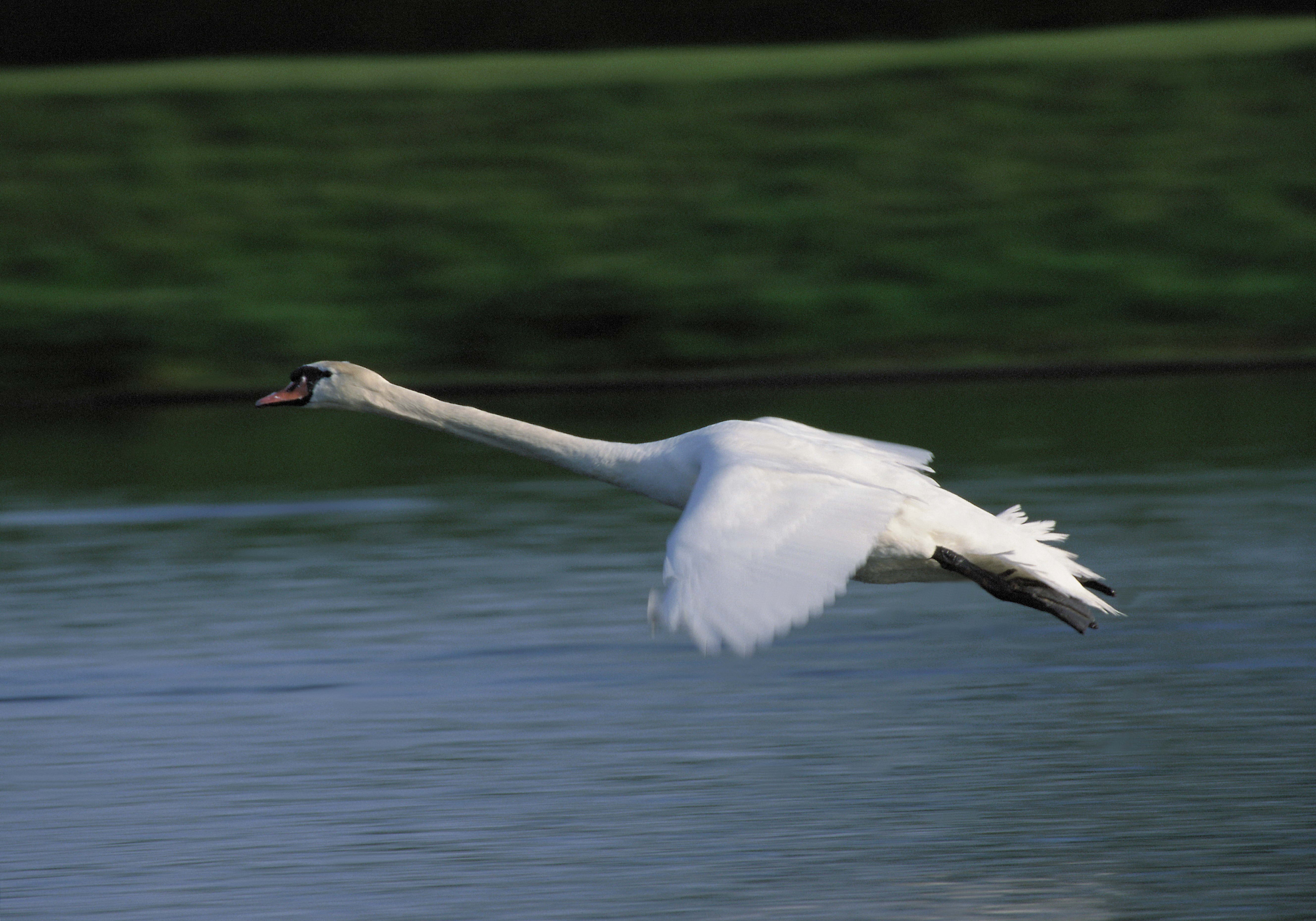 Download mobile wallpaper Flight, Swan, Animals, Water for free.