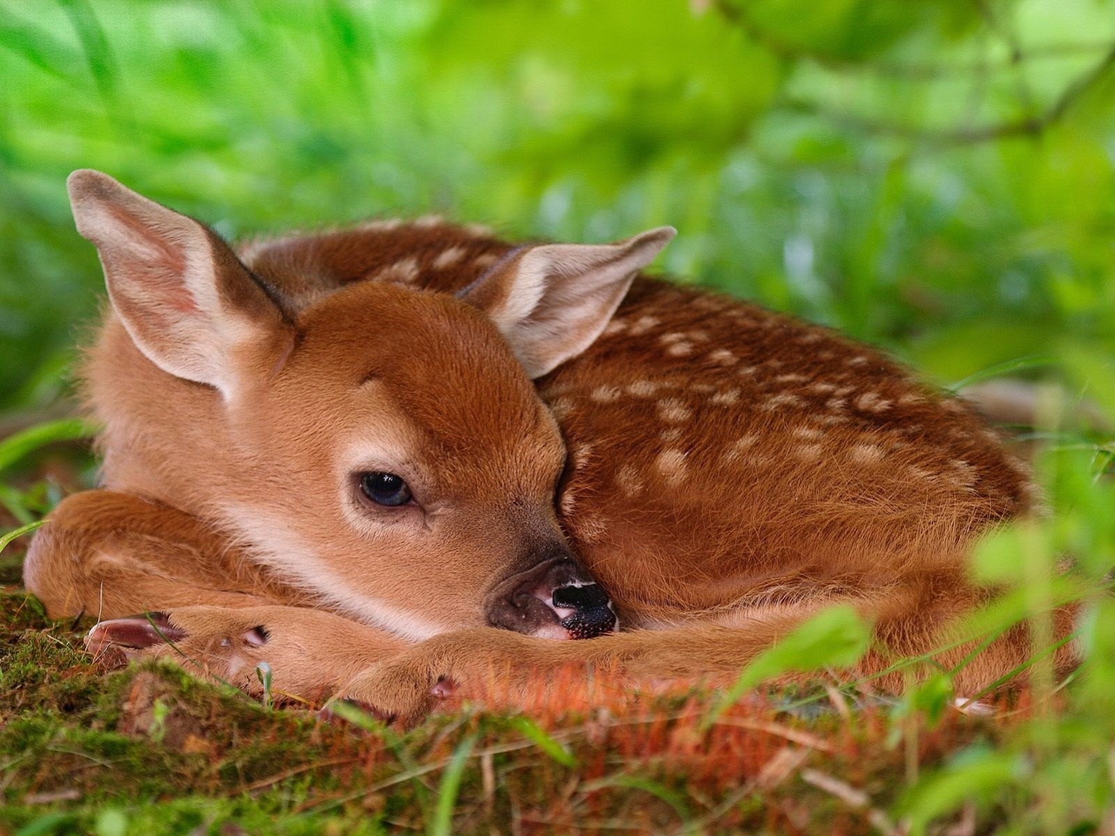 Download mobile wallpaper Animal, Fawn, Deer, Cute, Baby Animal for free.