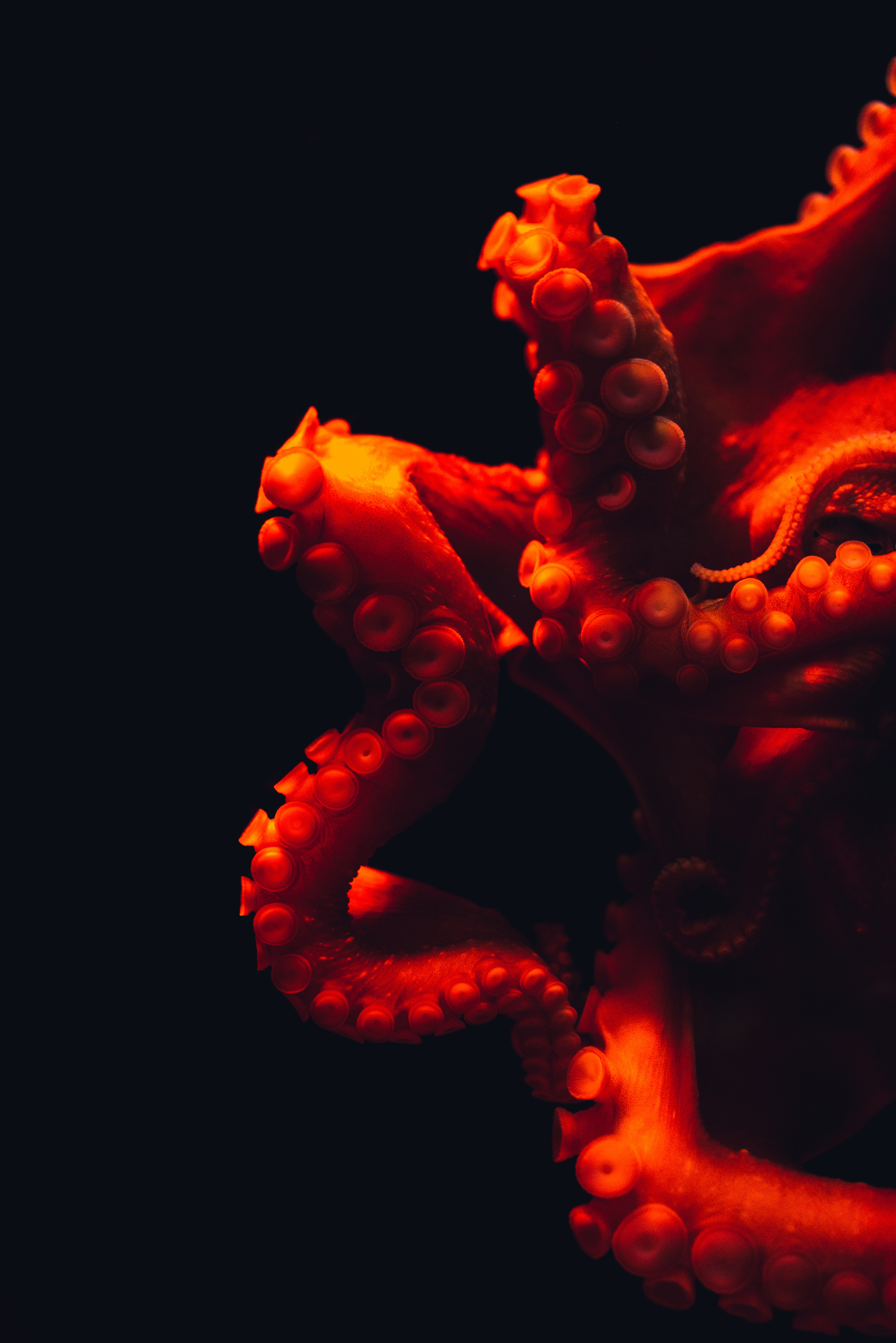 octopus, tentacles, red, macro, underwater world