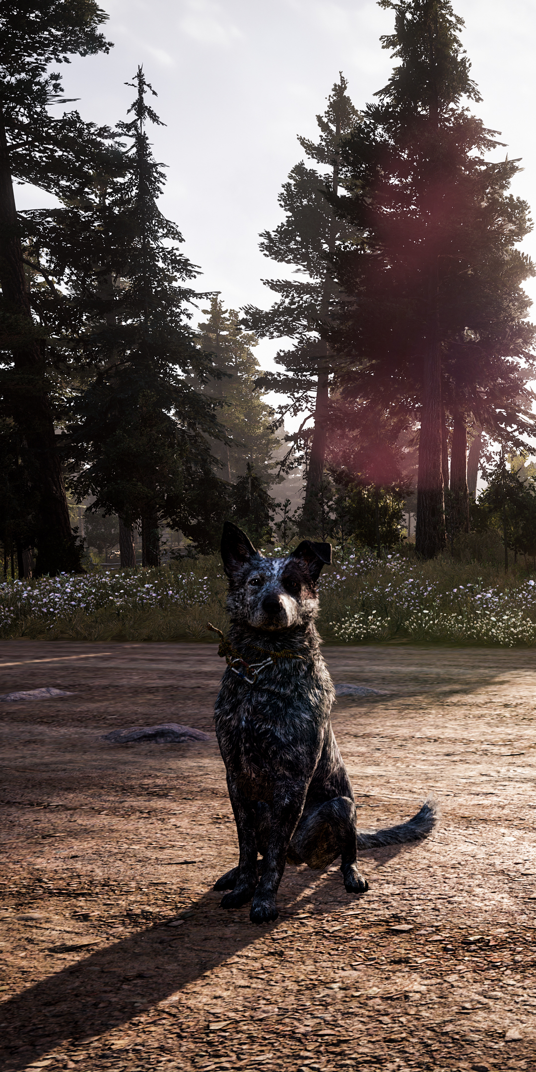 Descarga gratuita de fondo de pantalla para móvil de Perro, Muy Lejos, Videojuego, Far Cry 5.