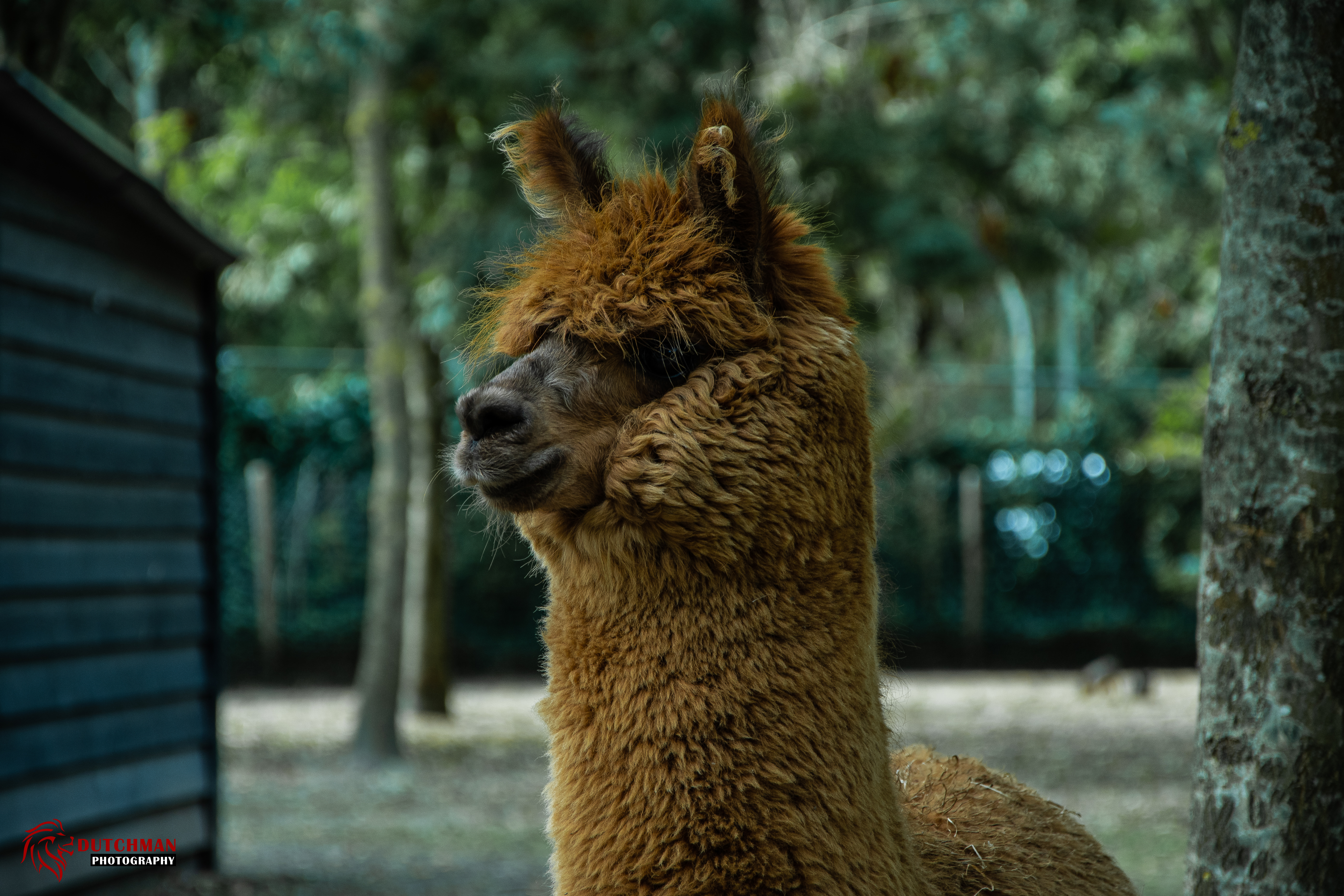 Descarga gratuita de fondo de pantalla para móvil de Animales, Alpaca.