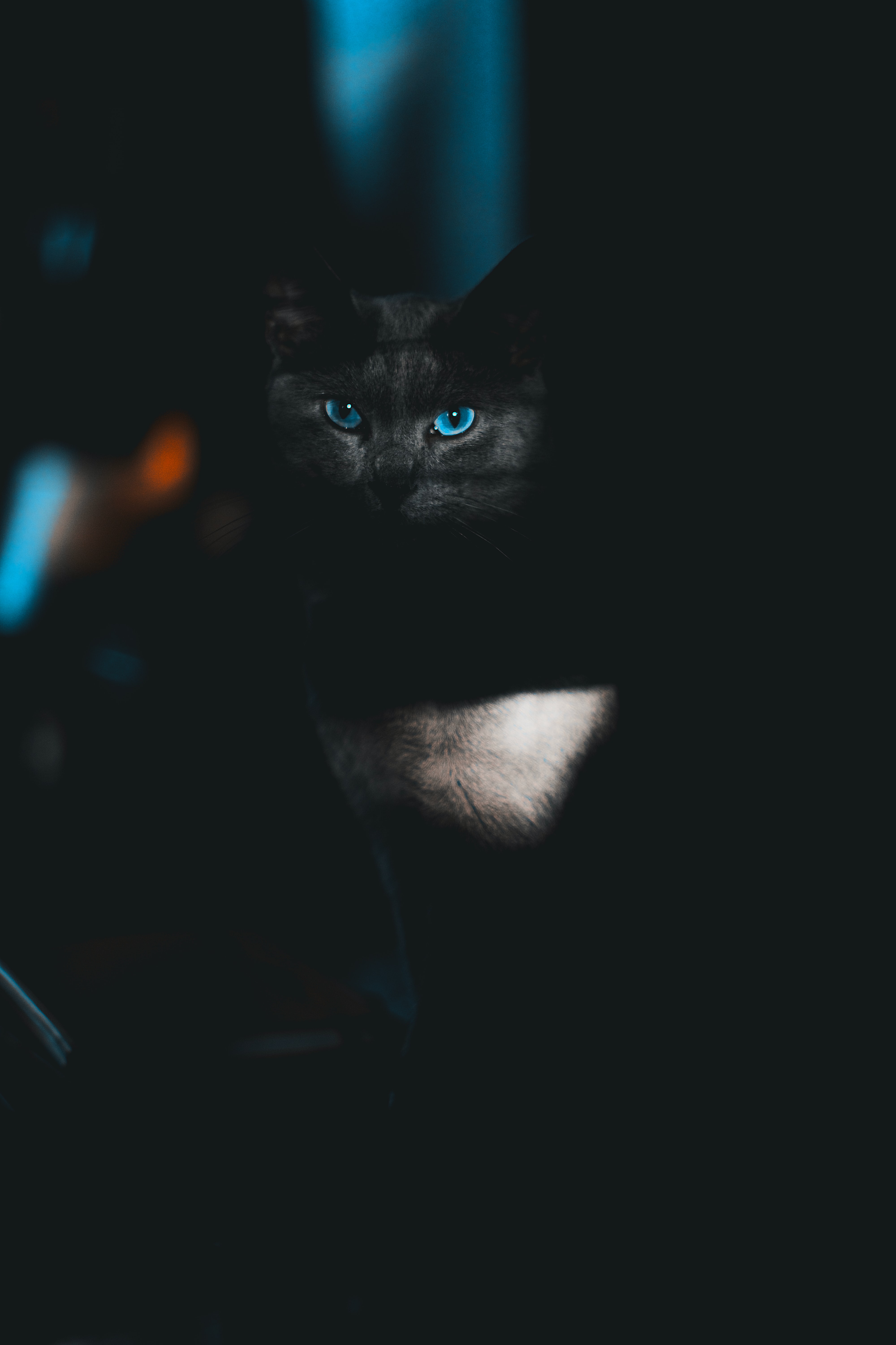 eyes, animals, blue, dark, cat, pet, sight, opinion HD wallpaper