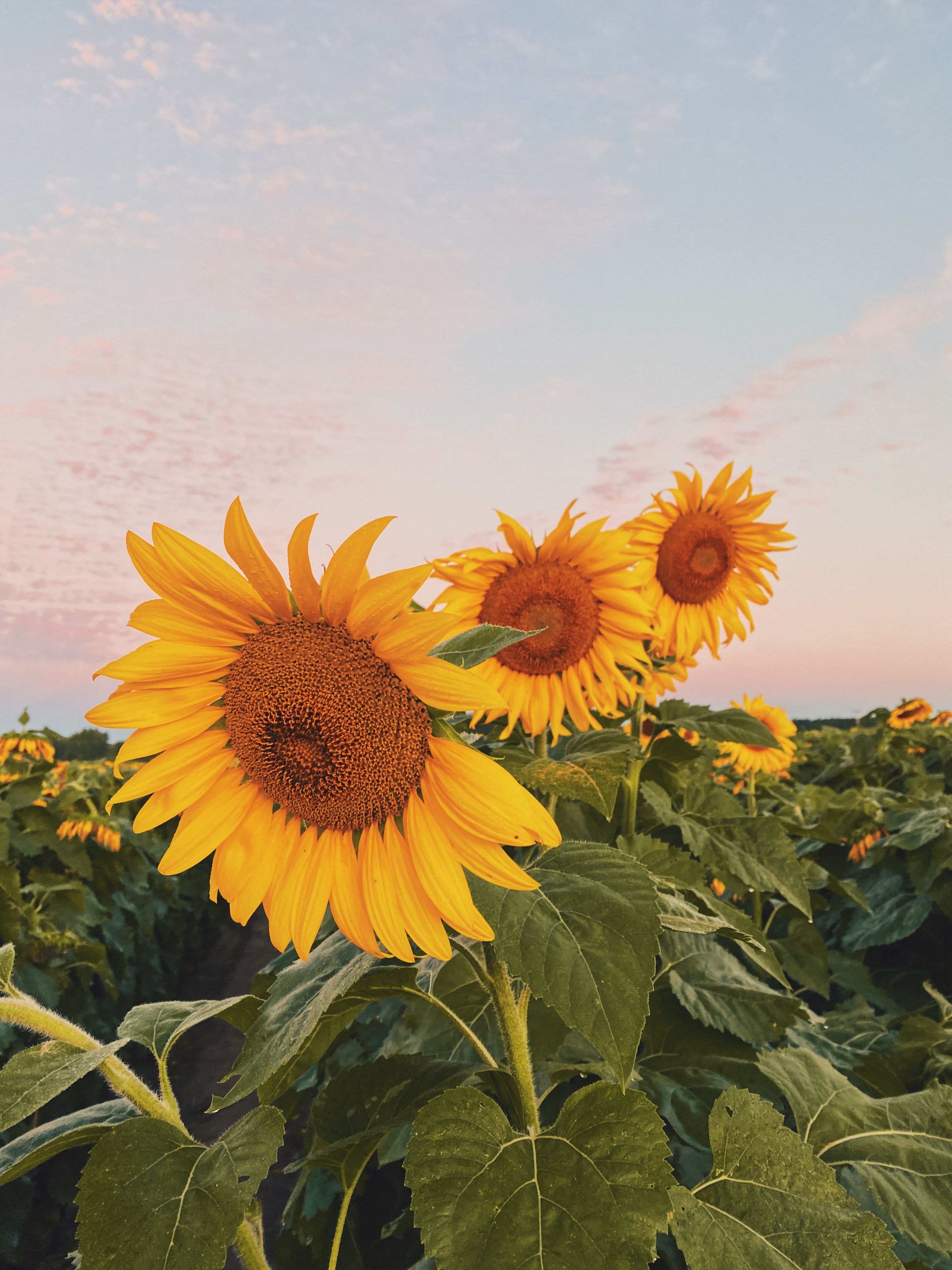 Free download wallpaper Flowers, Petals, Field, Sunflowers on your PC desktop