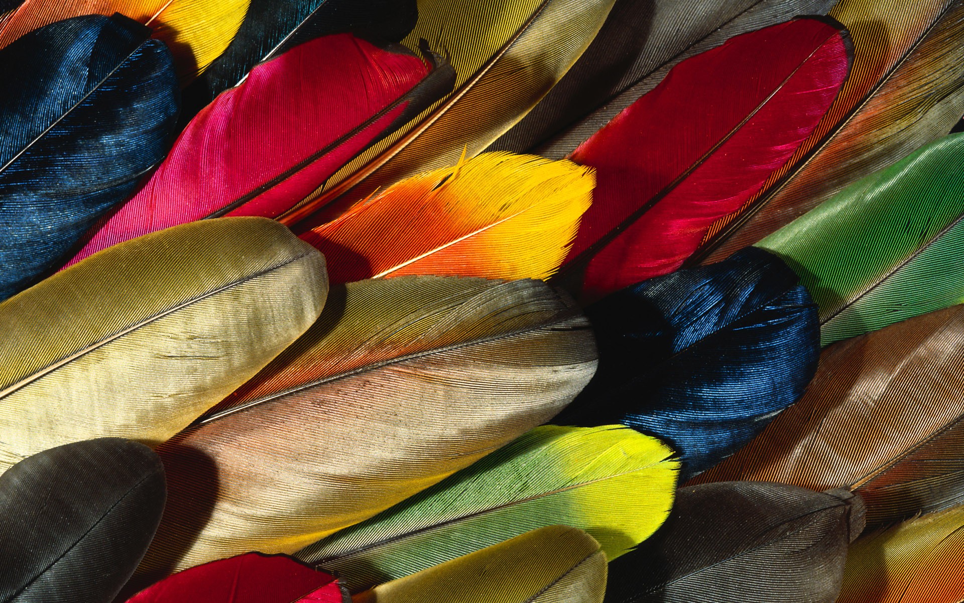 Download mobile wallpaper Feather, Photography for free.