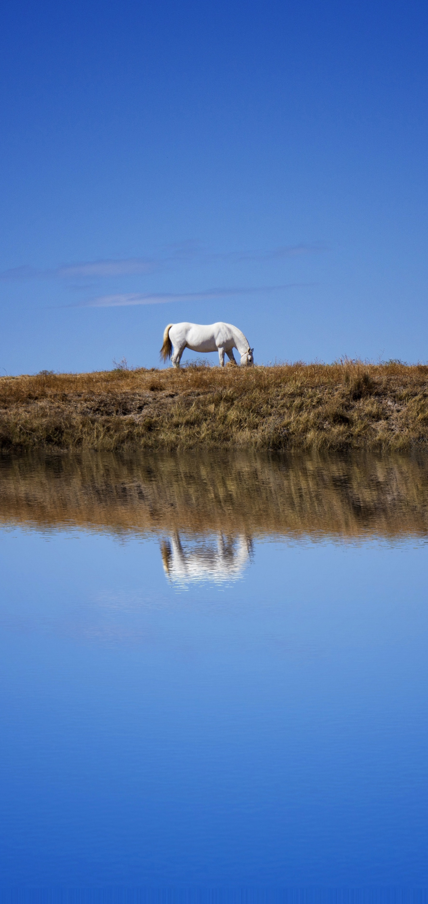 Download mobile wallpaper Sky, Reflection, Animal, Horse for free.