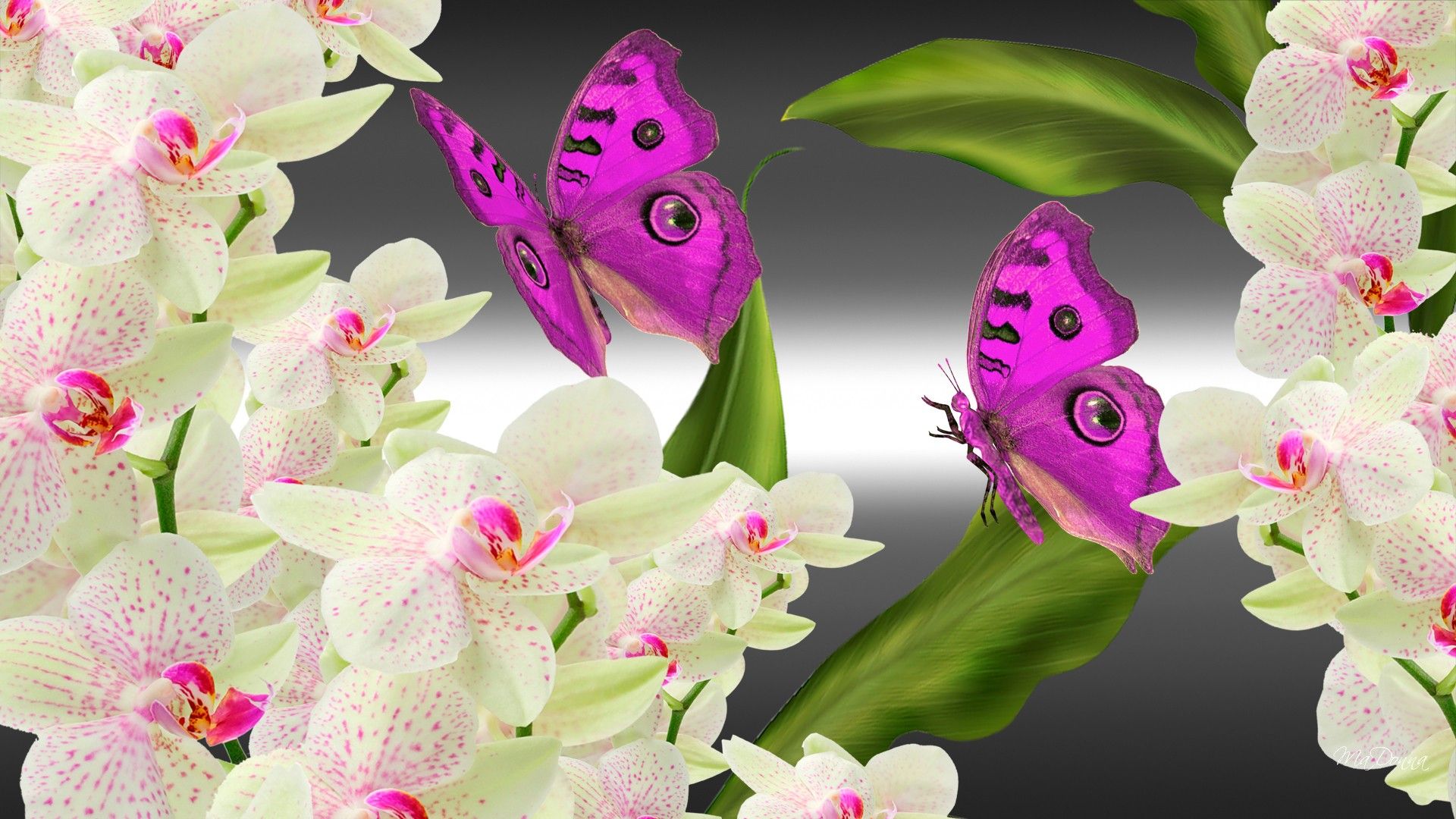 Скачать картинку Цветок, Бабочка, Орхидея, Художественные в телефон бесплатно.